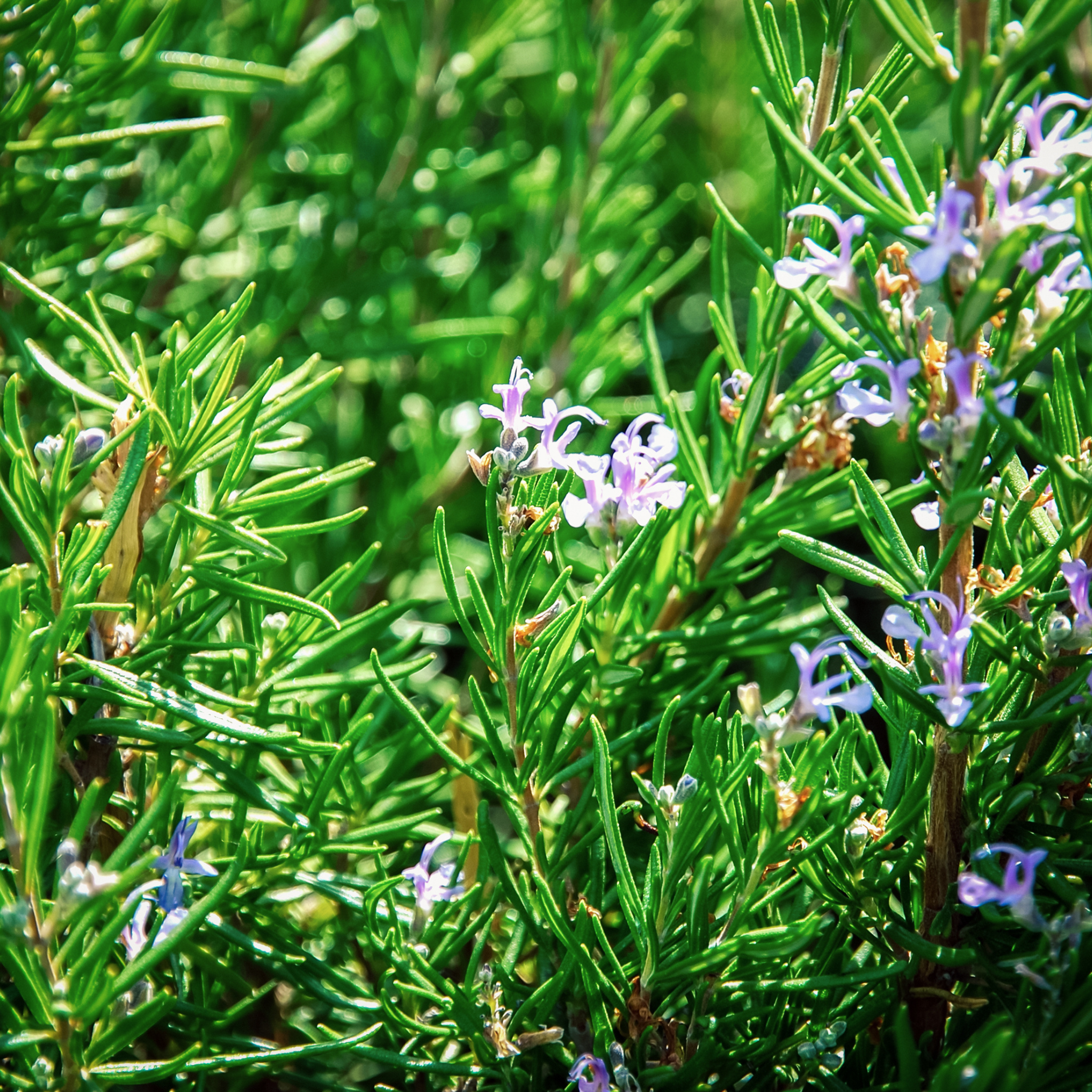 Blue Lagoon Rosemary - Rosmarinus officinalis Blue Lagoon