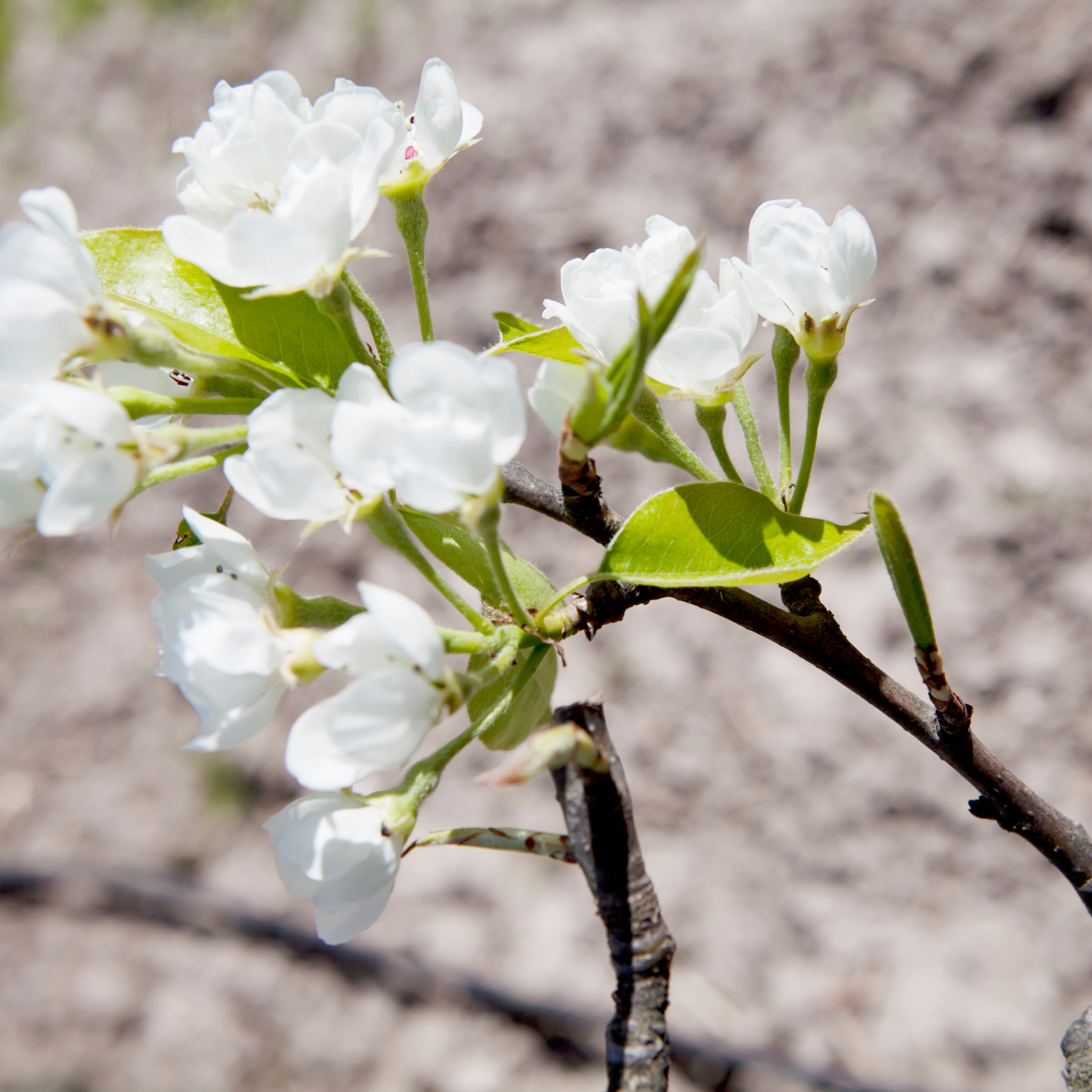 Ornamental Pear Southworth Dancer - Pyrus betulaefolia Southworth Dancer