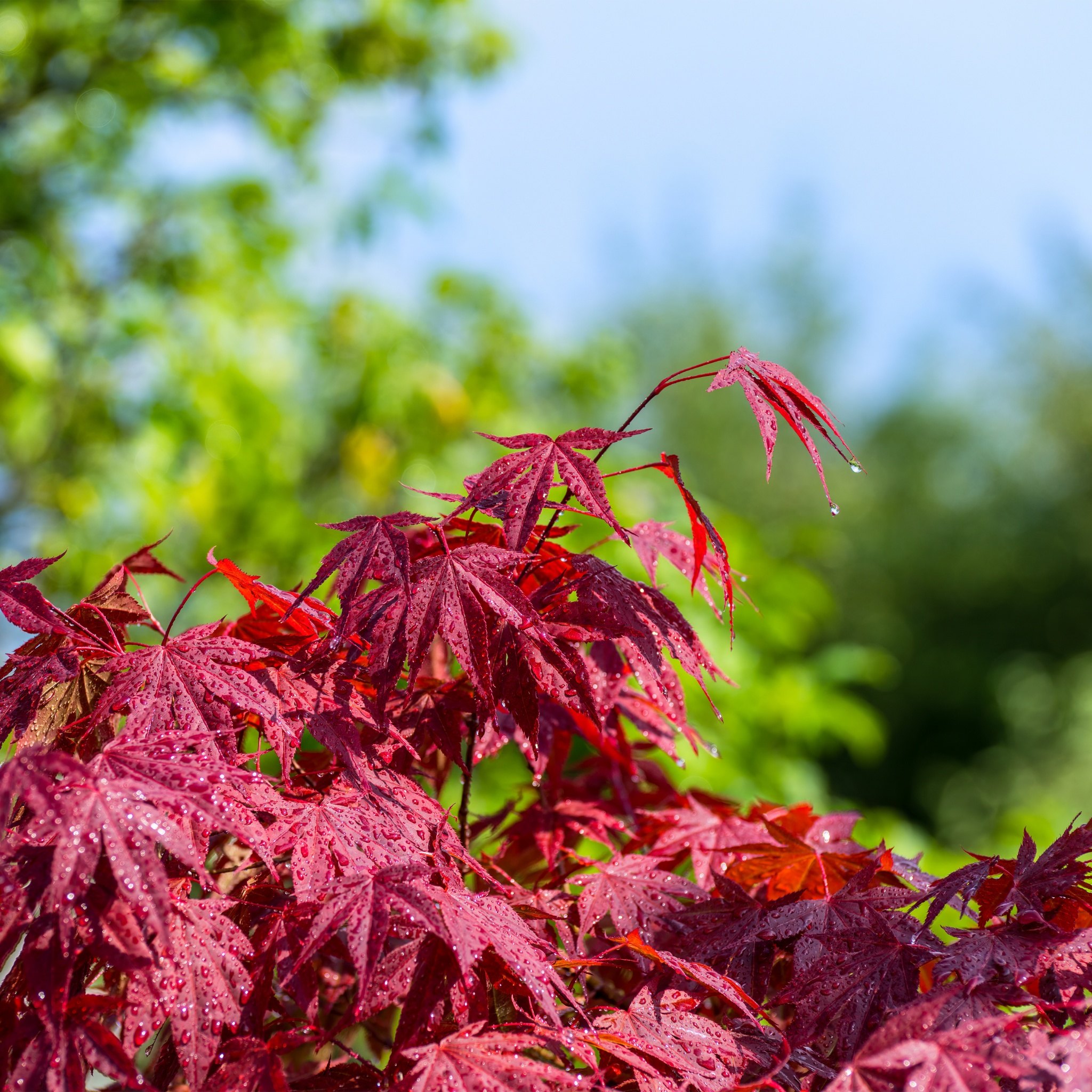 Red maple leaves with water droplets against a blurred green and blue background