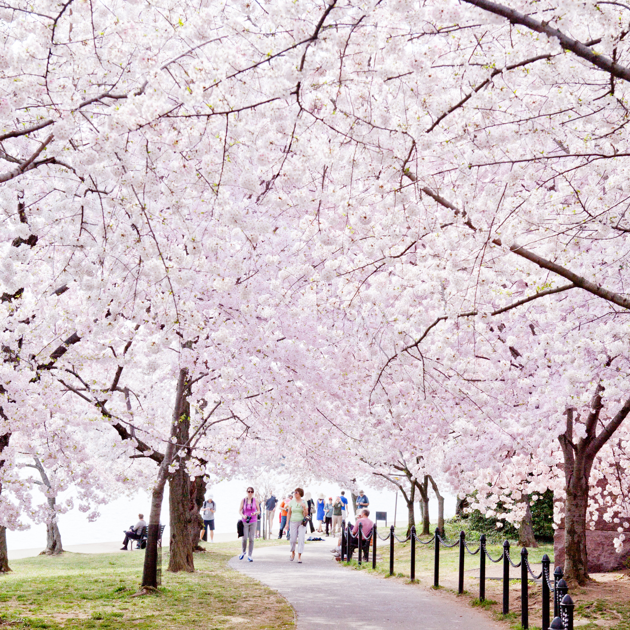 Weeping Japanese Flowering Cherry - Prunus serrulata 'Mt Fuji'