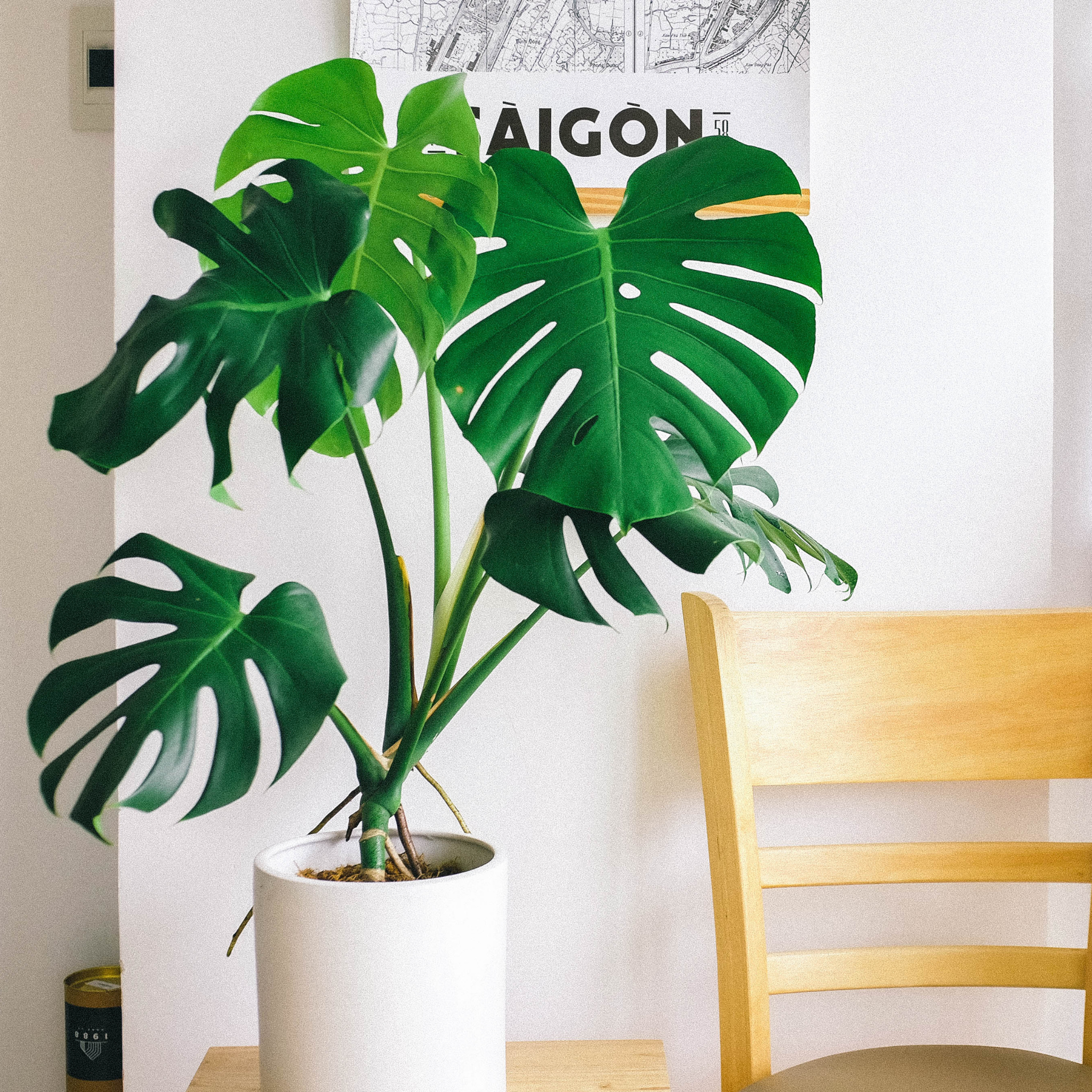 Swiss Cheese Plant - Monstera deliciosa