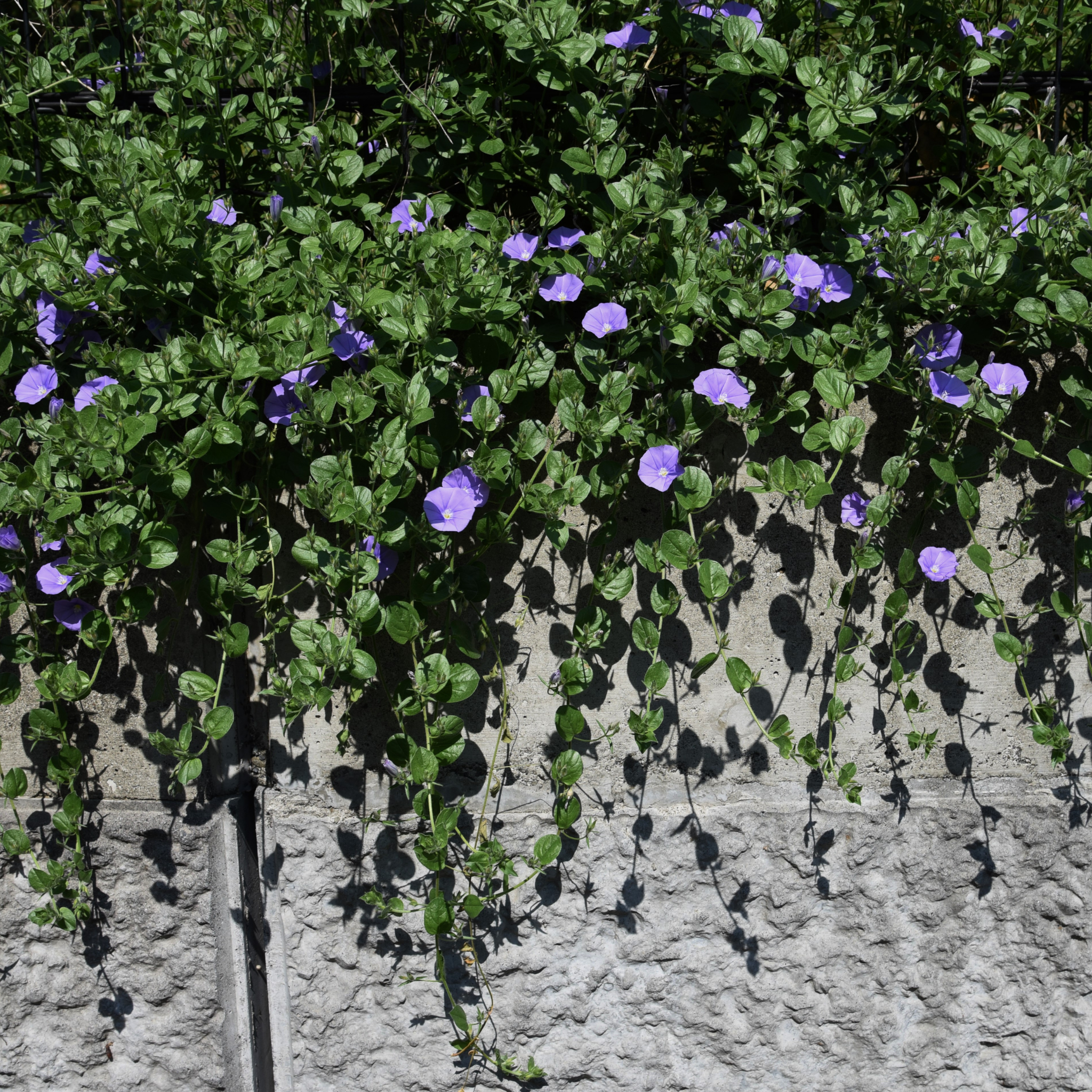 Blue Morning Glory - Convolvulus sabatius