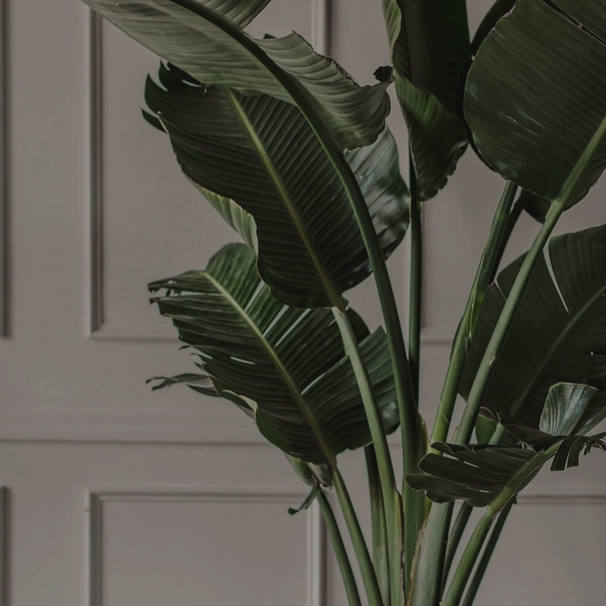 Giant White Bird of Paradise - Strelitzia nicolai