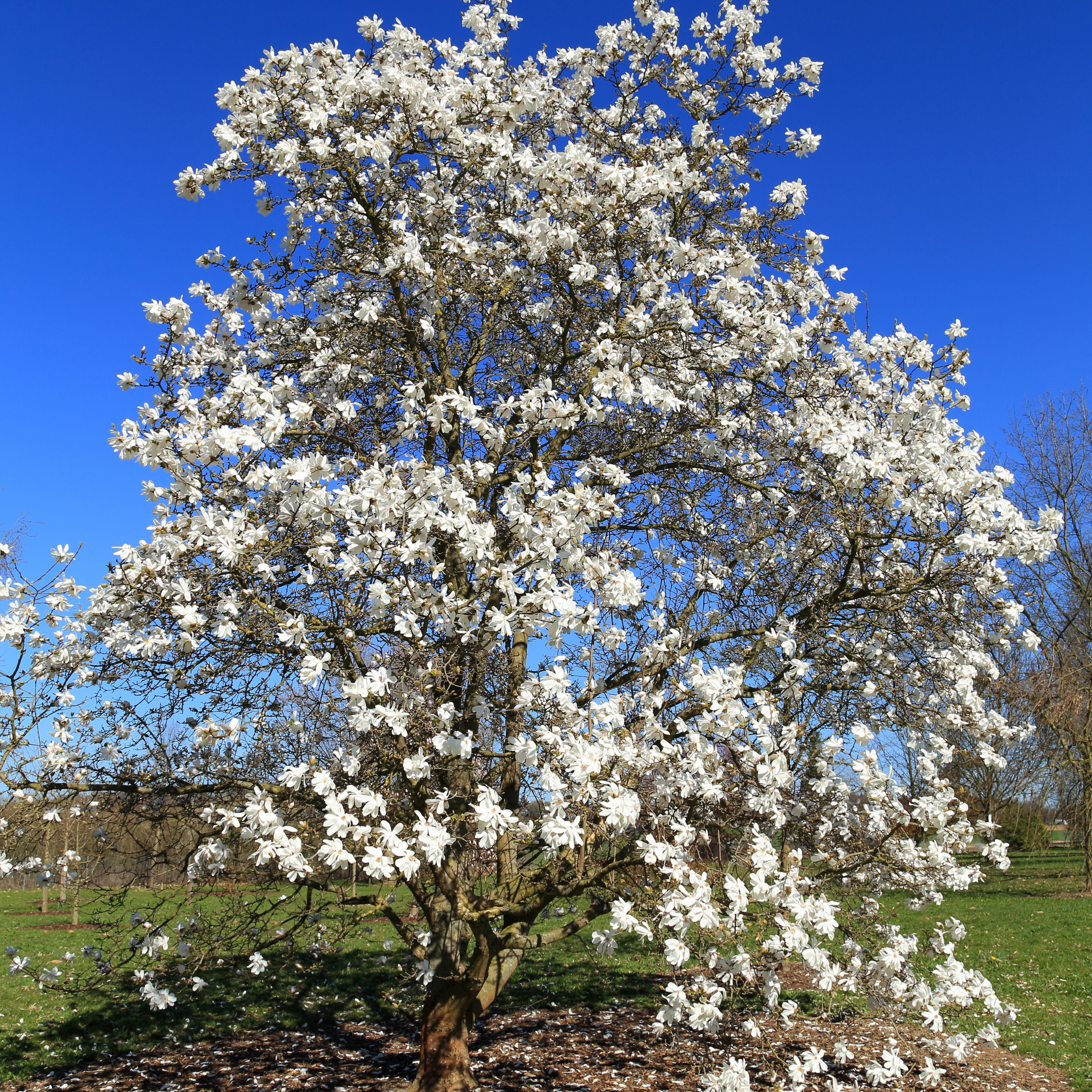 Fairy White Magnolia - Magnolia hybrida Fairy White
