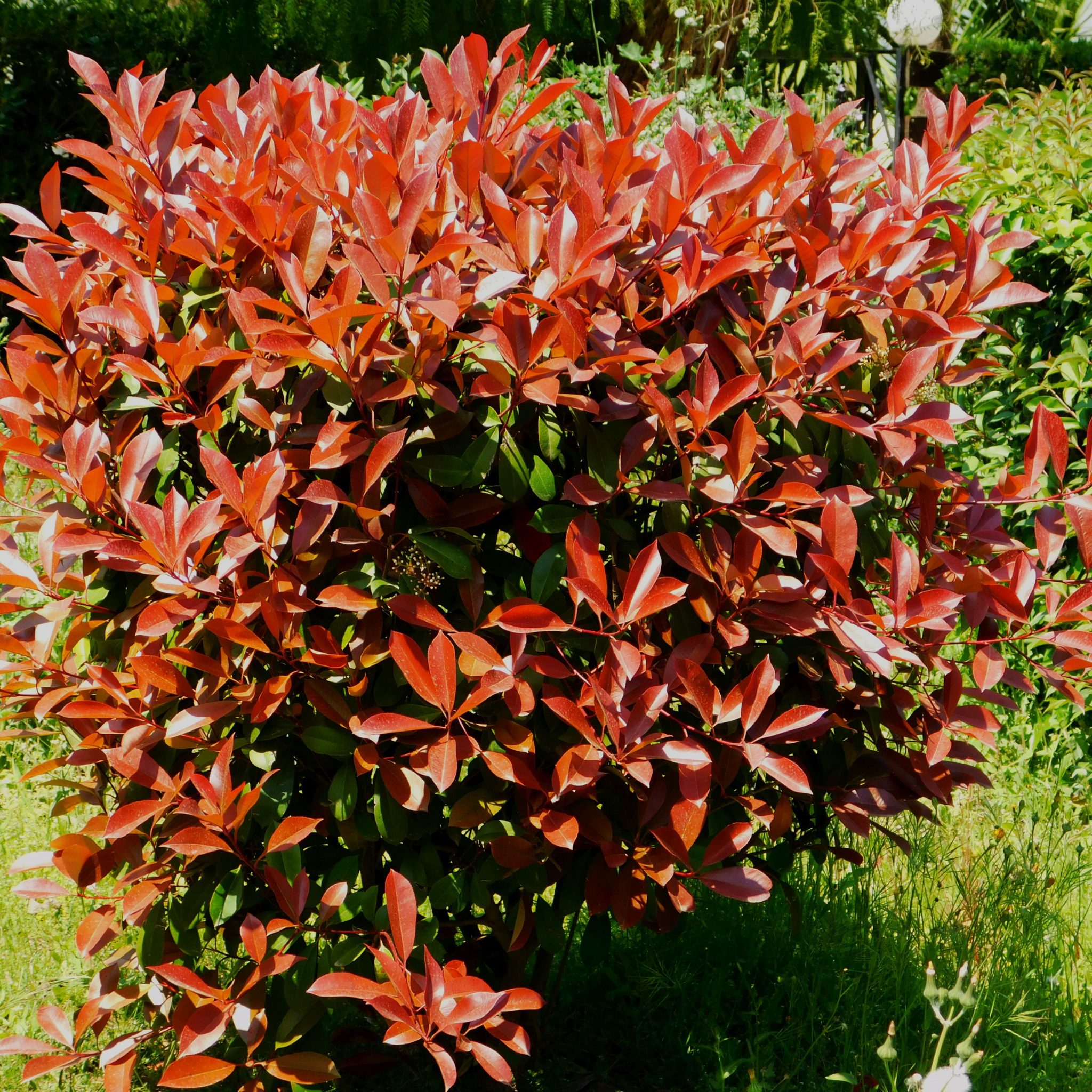 Red Leaved Photinia Robusta - Photinia fraseri Robusta