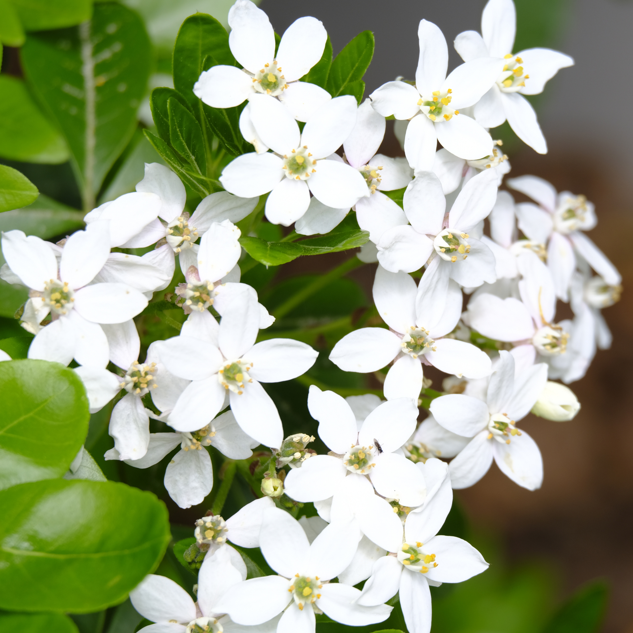 Mexican Orange Blossom - Choisya ternata