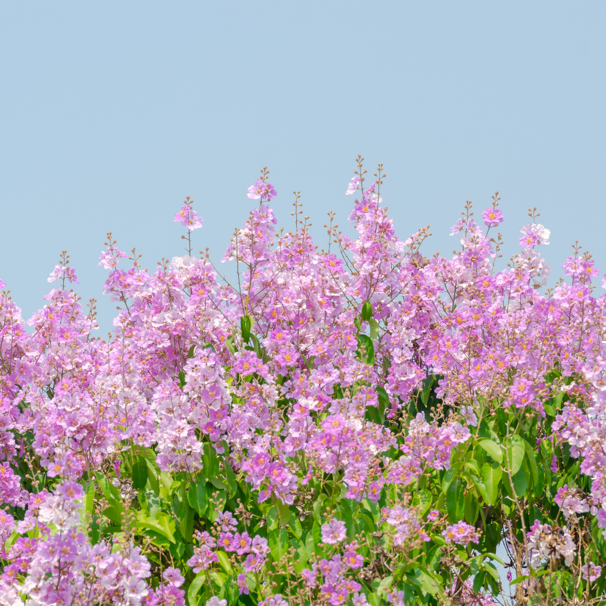 Purple Crepe Myrtle - Lagerstroemia indica fauriei Lipan