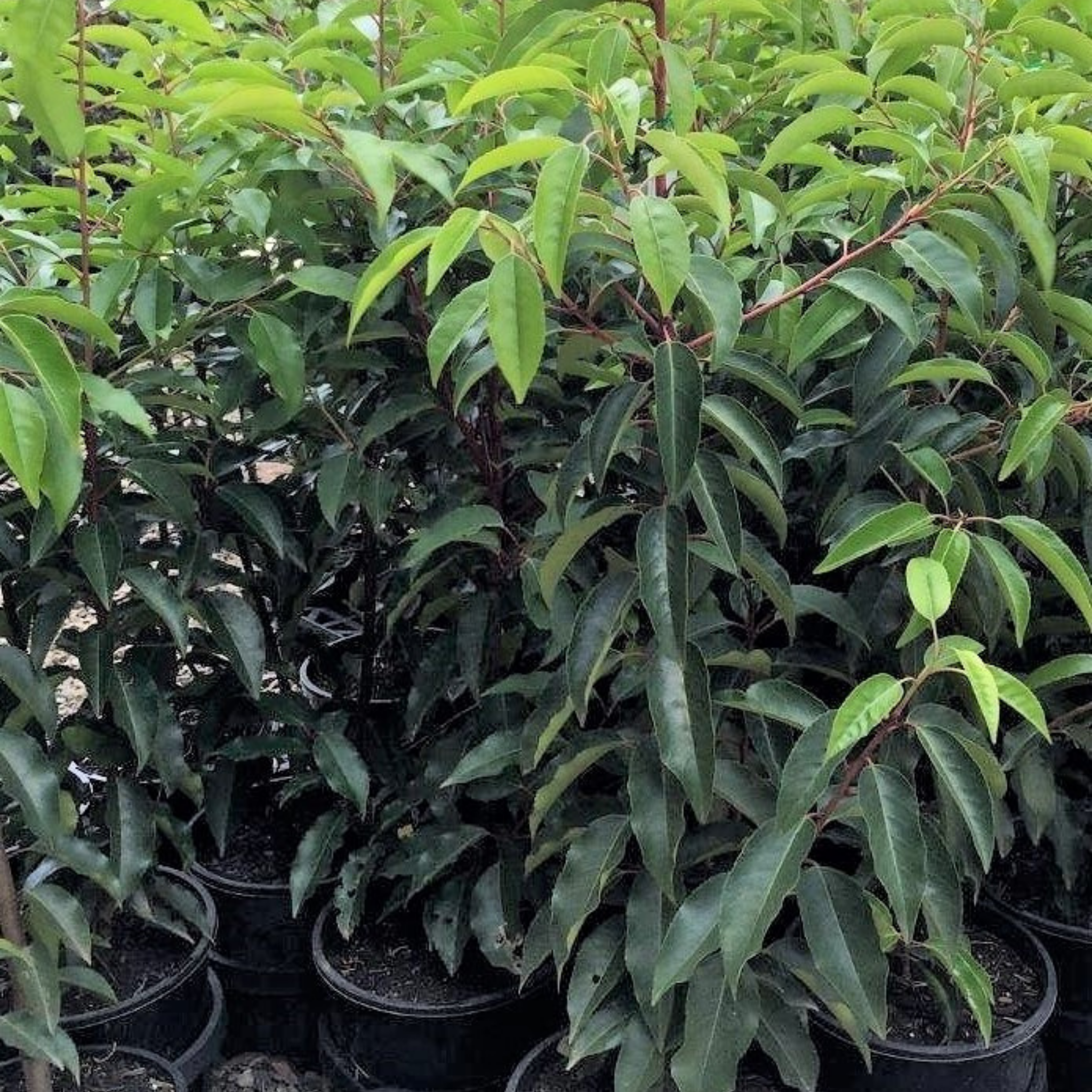 Group of potted plants with green leaves in a nursery setting