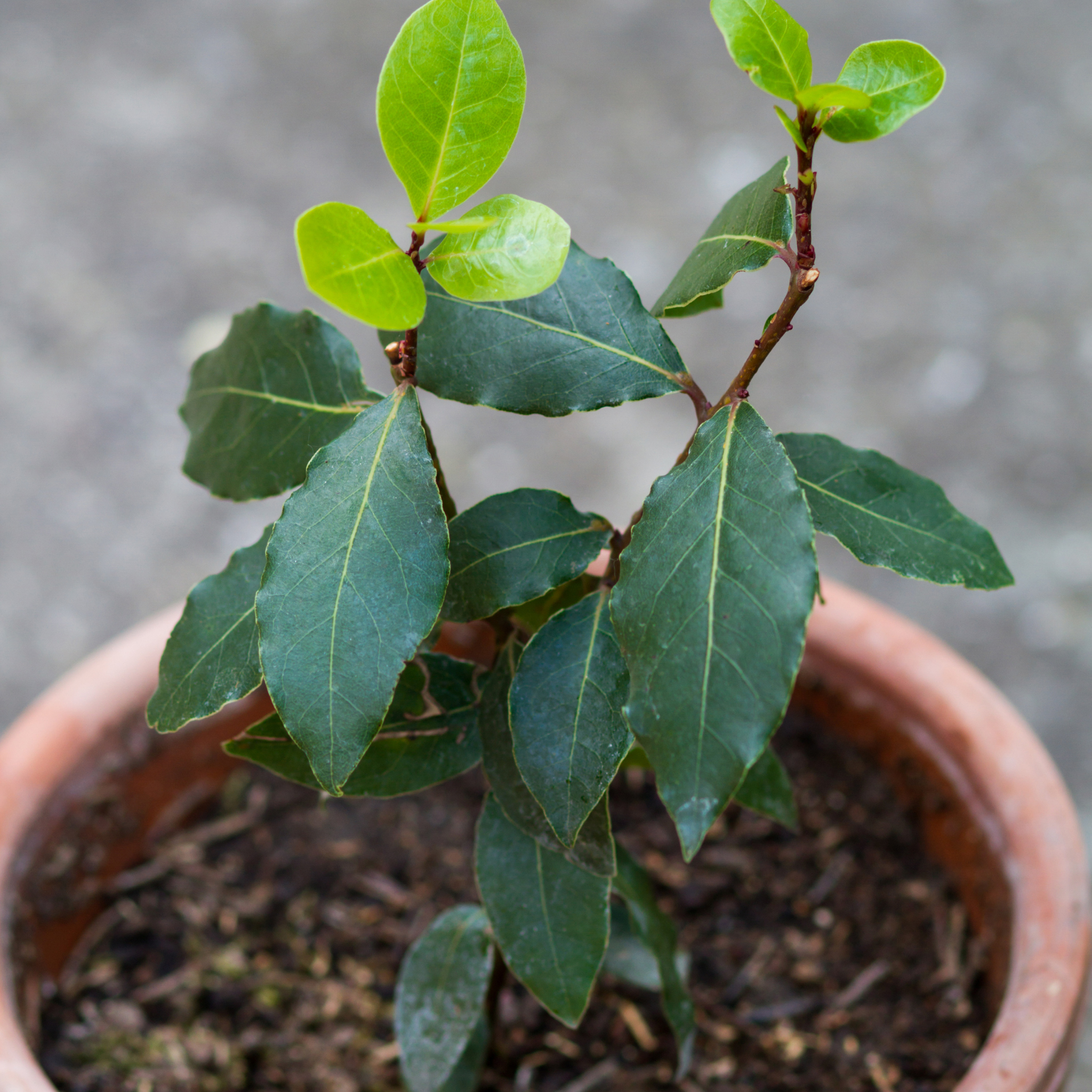 Bay Laurel Tree - Laurus nobilis