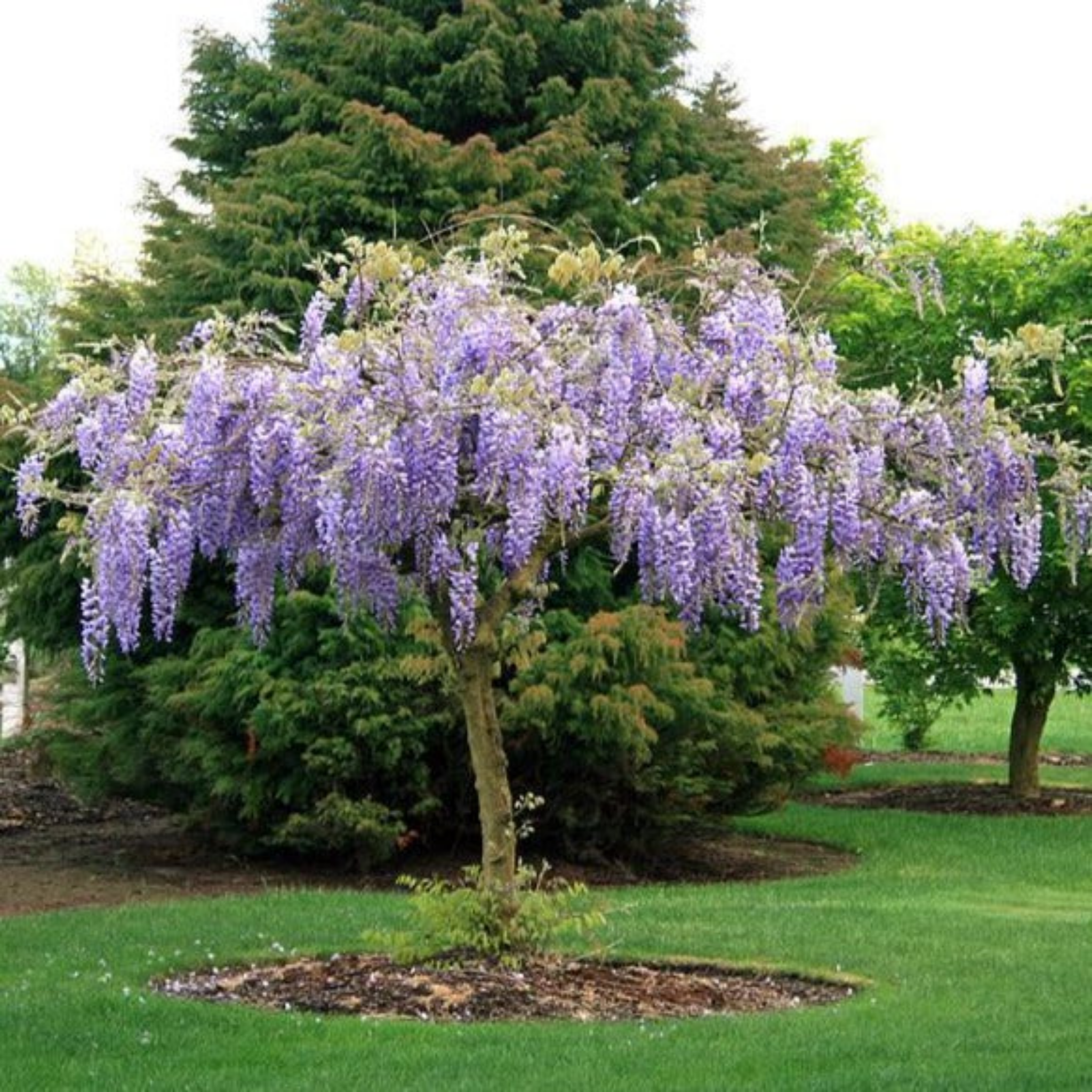 Blue Chinese Wisteria - Wisteria sinensis