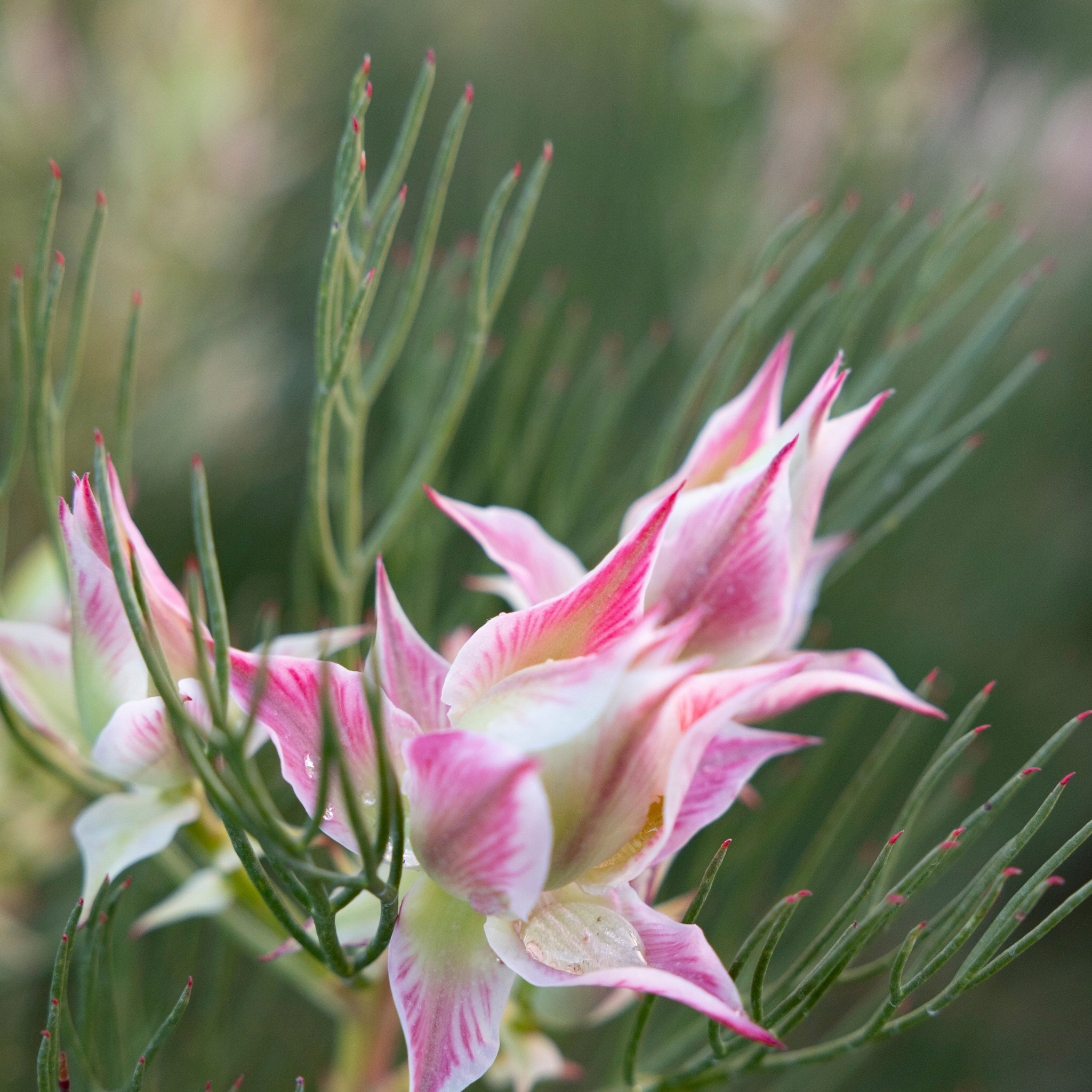 Pretty N Pink Blushing Bride - Serruria florida rosea Pretty N Pink