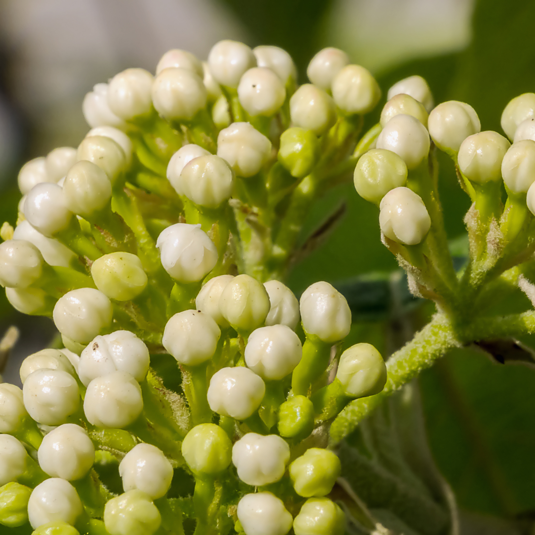 Close-up of white flower buds on a green plant