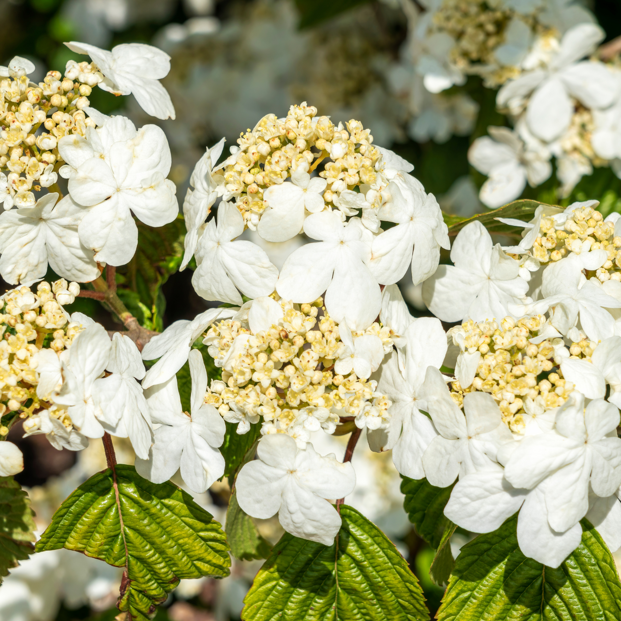 Viburnum plicatum Japanese snowball - Viburnum plicatum tomentosum Mariesii