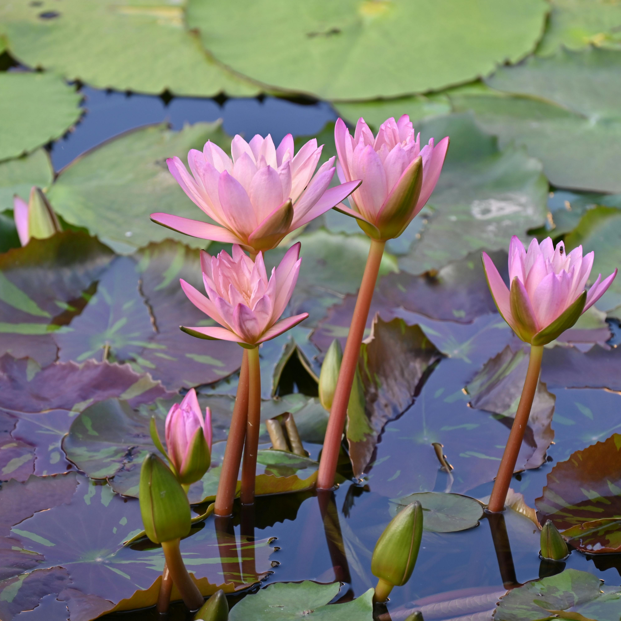 Pink Water Lily - Nymphaea hybrida Pink