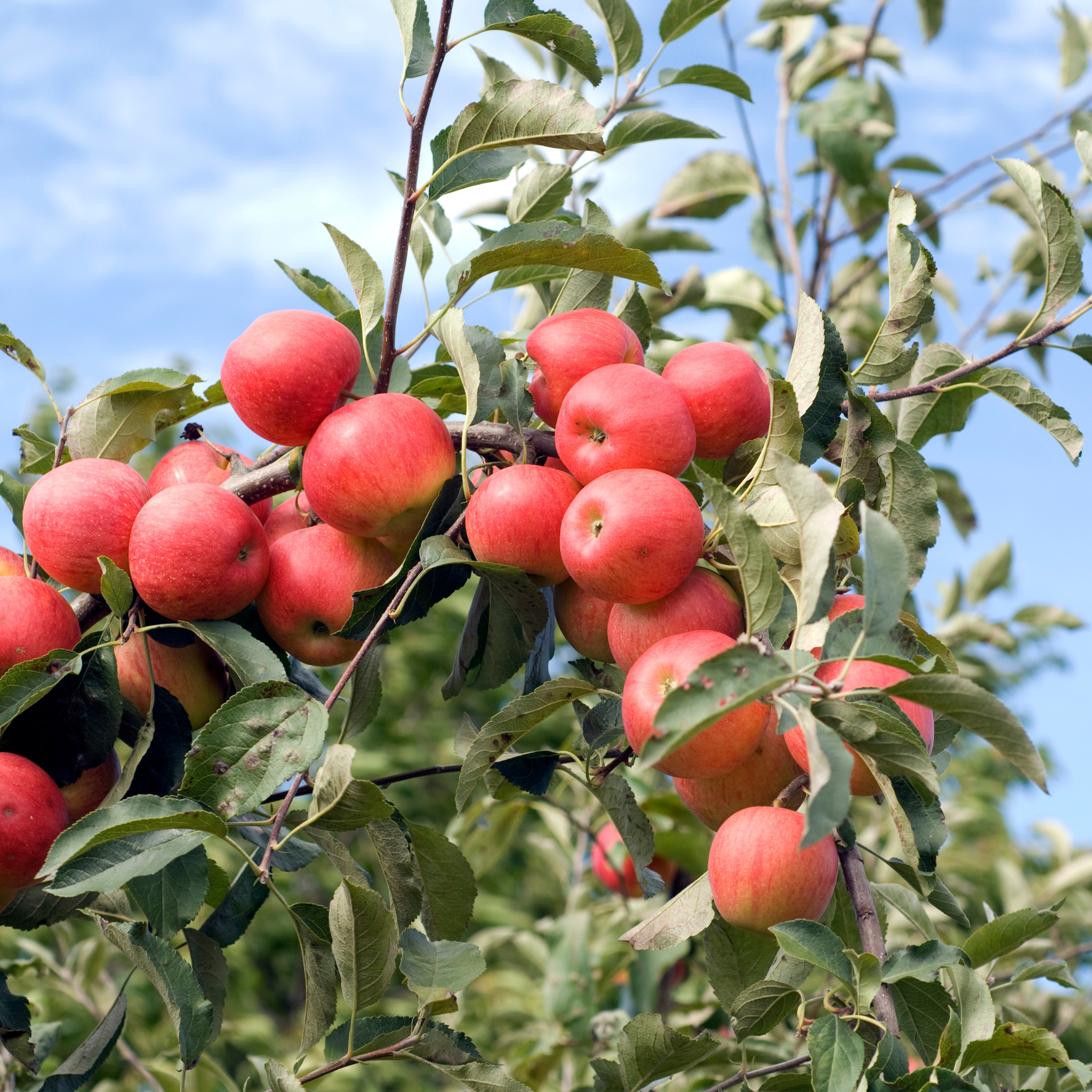 Apple Gala Tree - Malus domestica Gala Apple