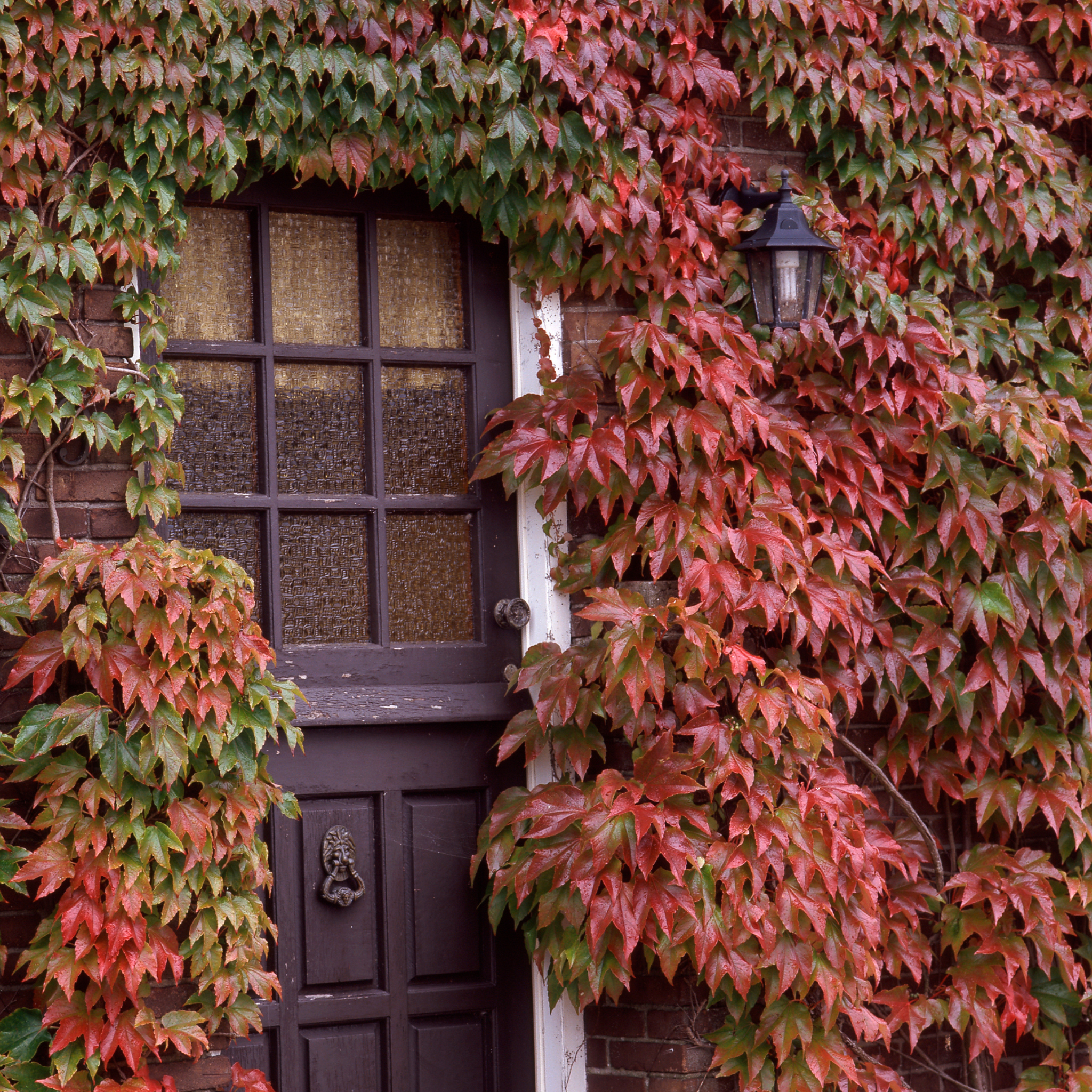 Boston Ivy - Parthenocissus tricuspidata