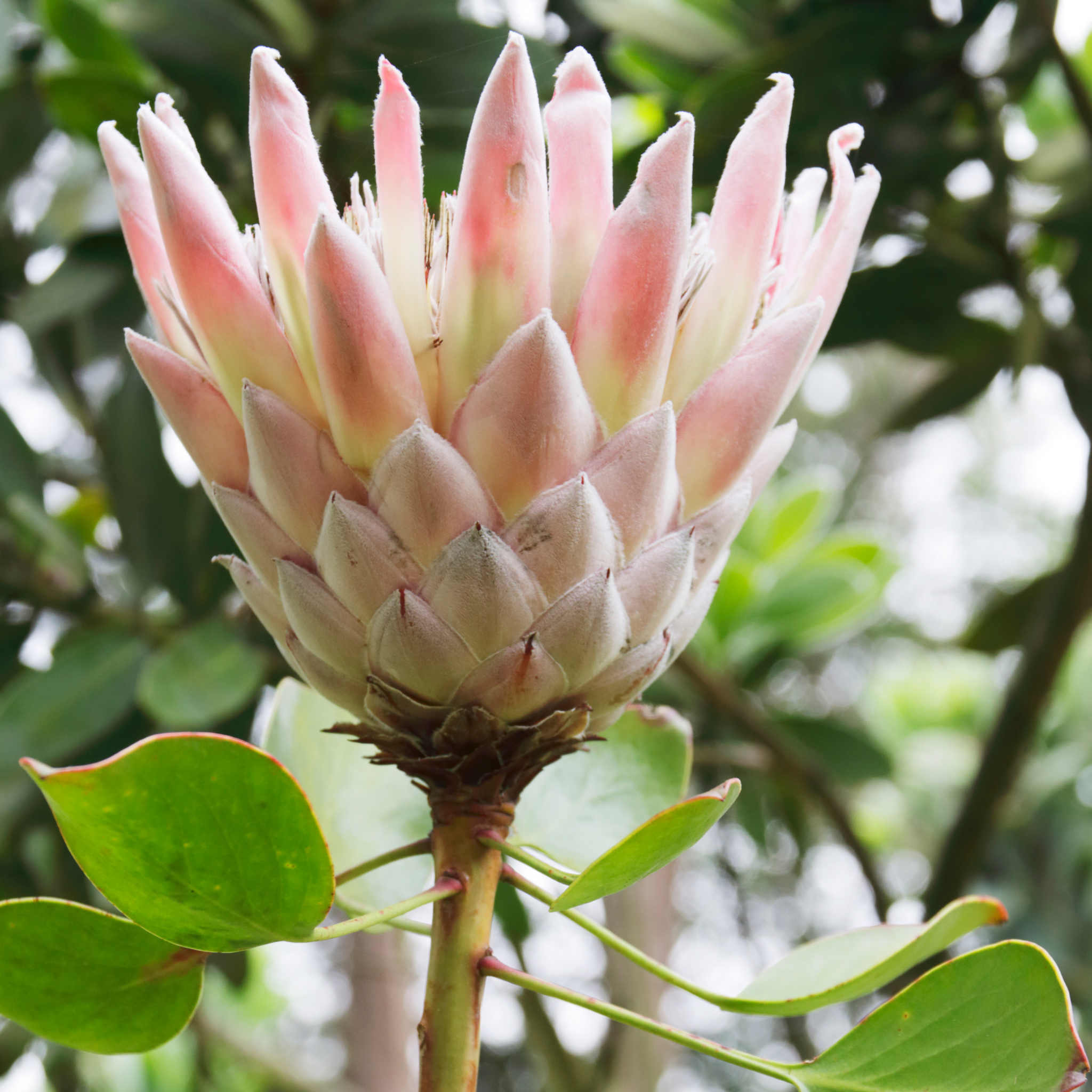 King Pink King Protea - Protea cynaroides King Pink