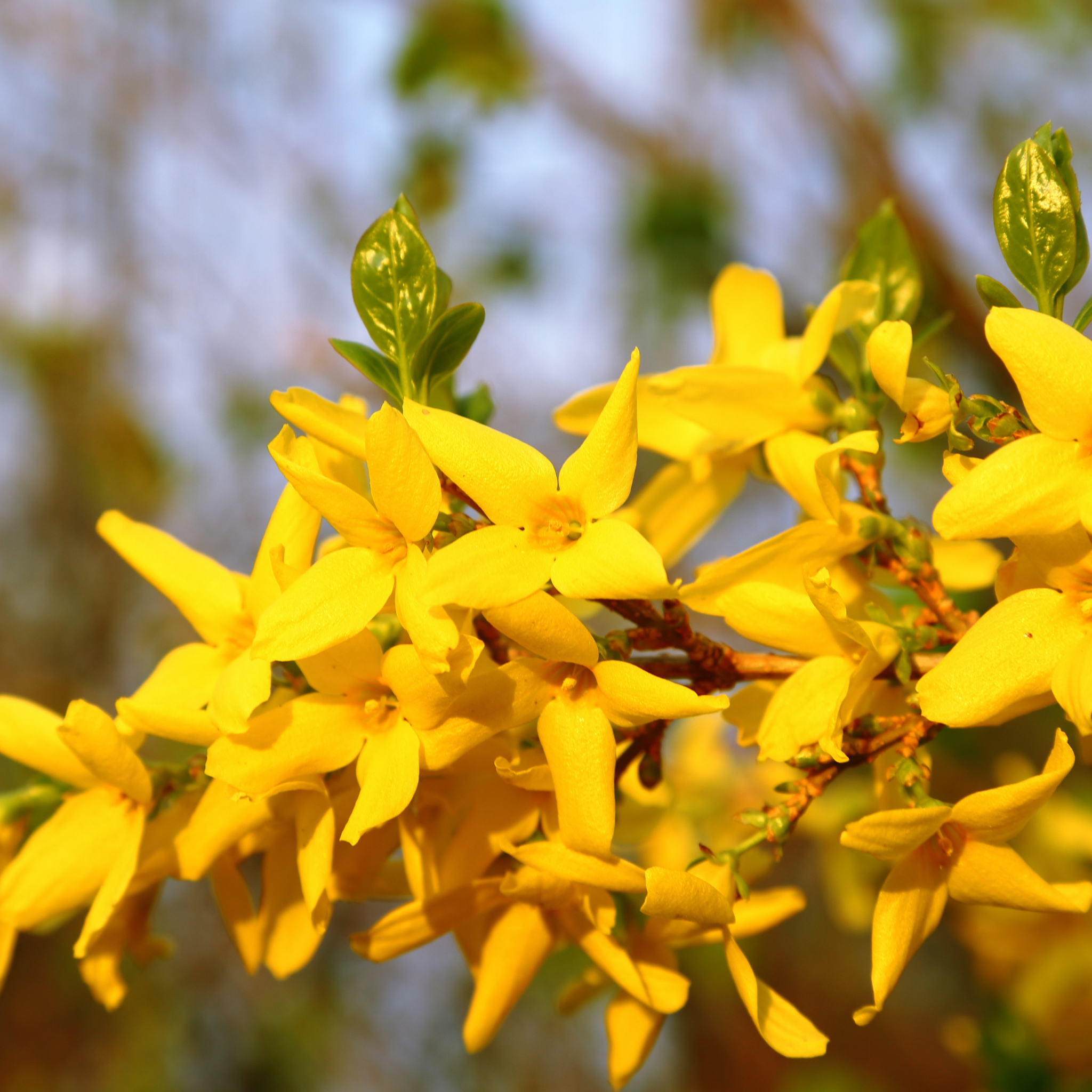 Border Forsythia - Forsythia intermedia Beatrix Farrand