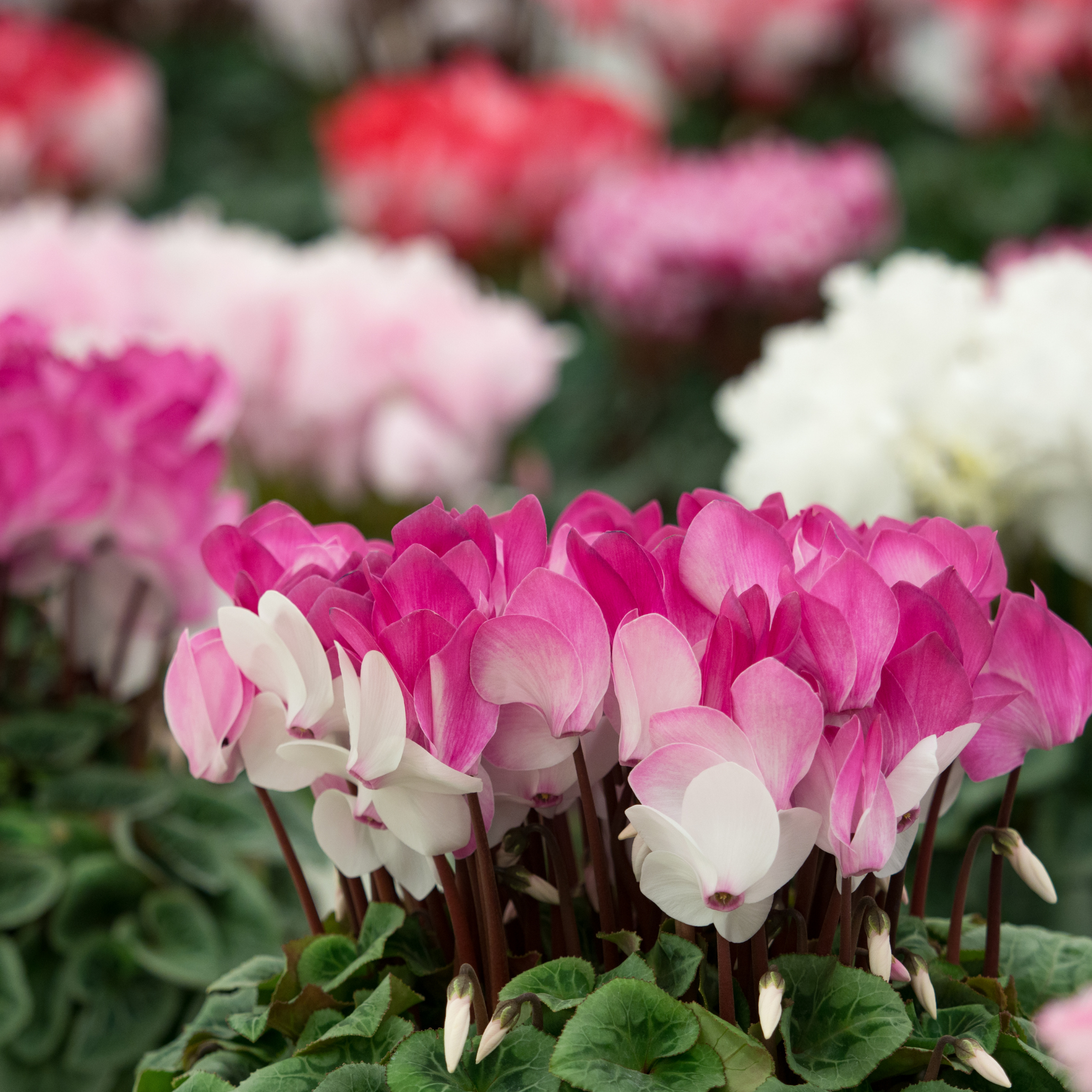 Cyclamen Assorted