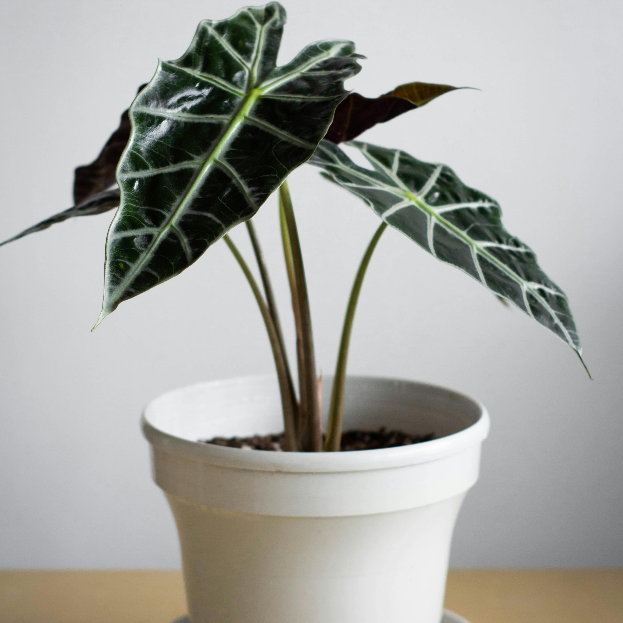 Elephants Ear - Alocasia amazonica