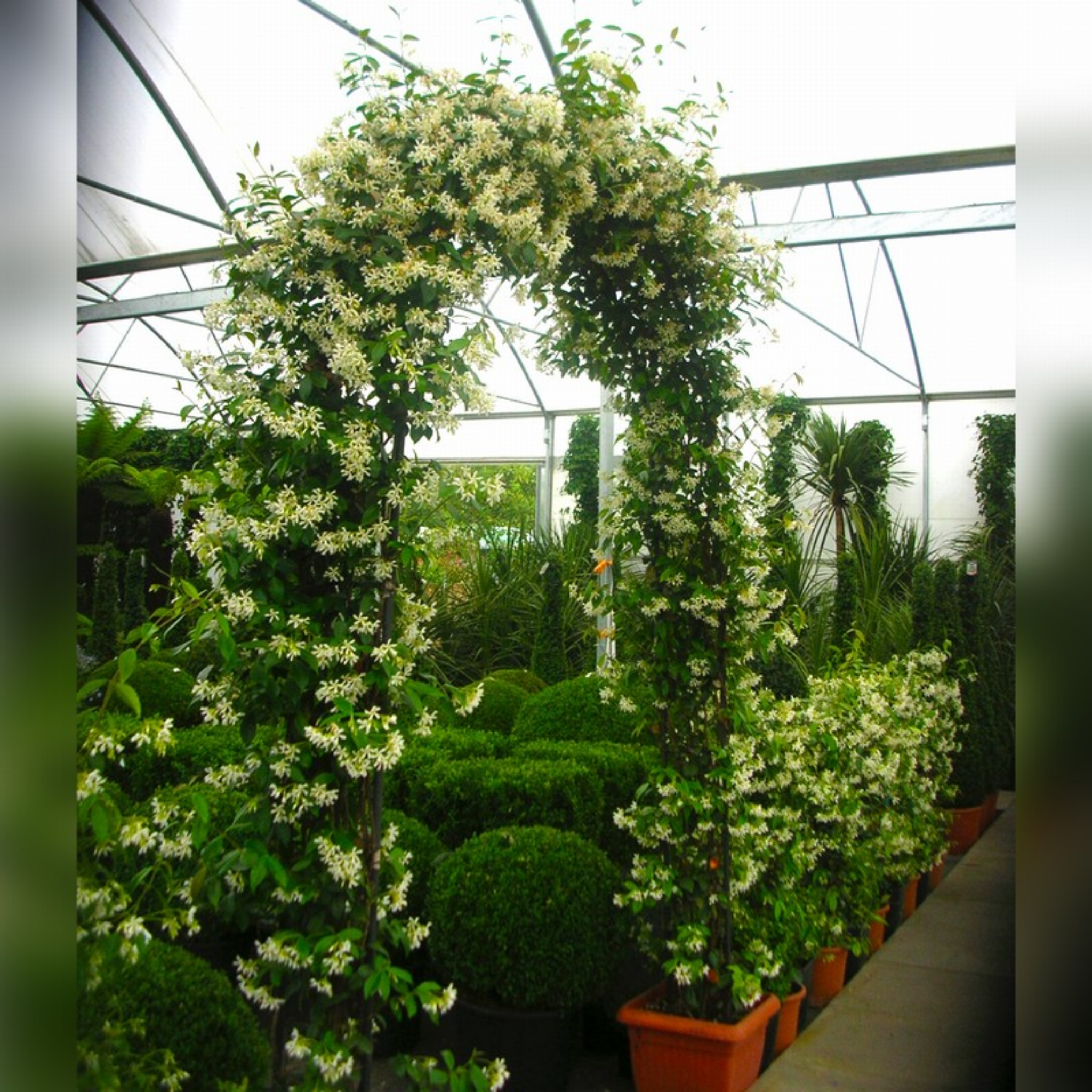Chinese Star Jasmine - Trachelospermum jasminoides Jessamine