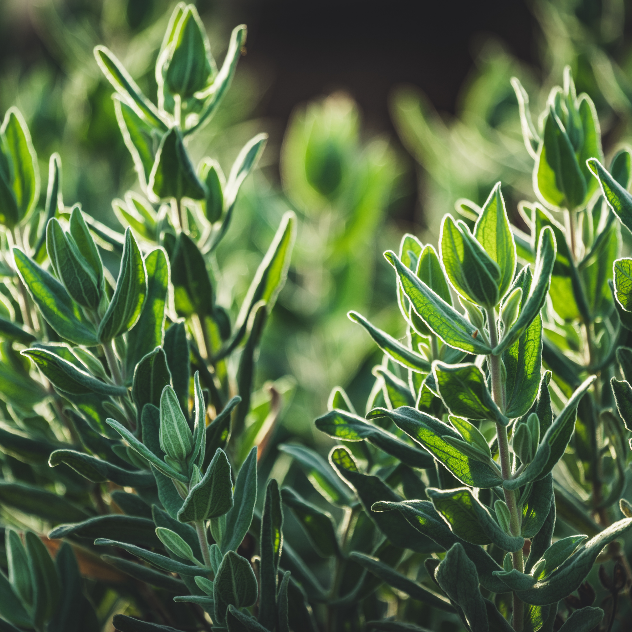 Sage Leaved Rockrose - Cistus salviifolius