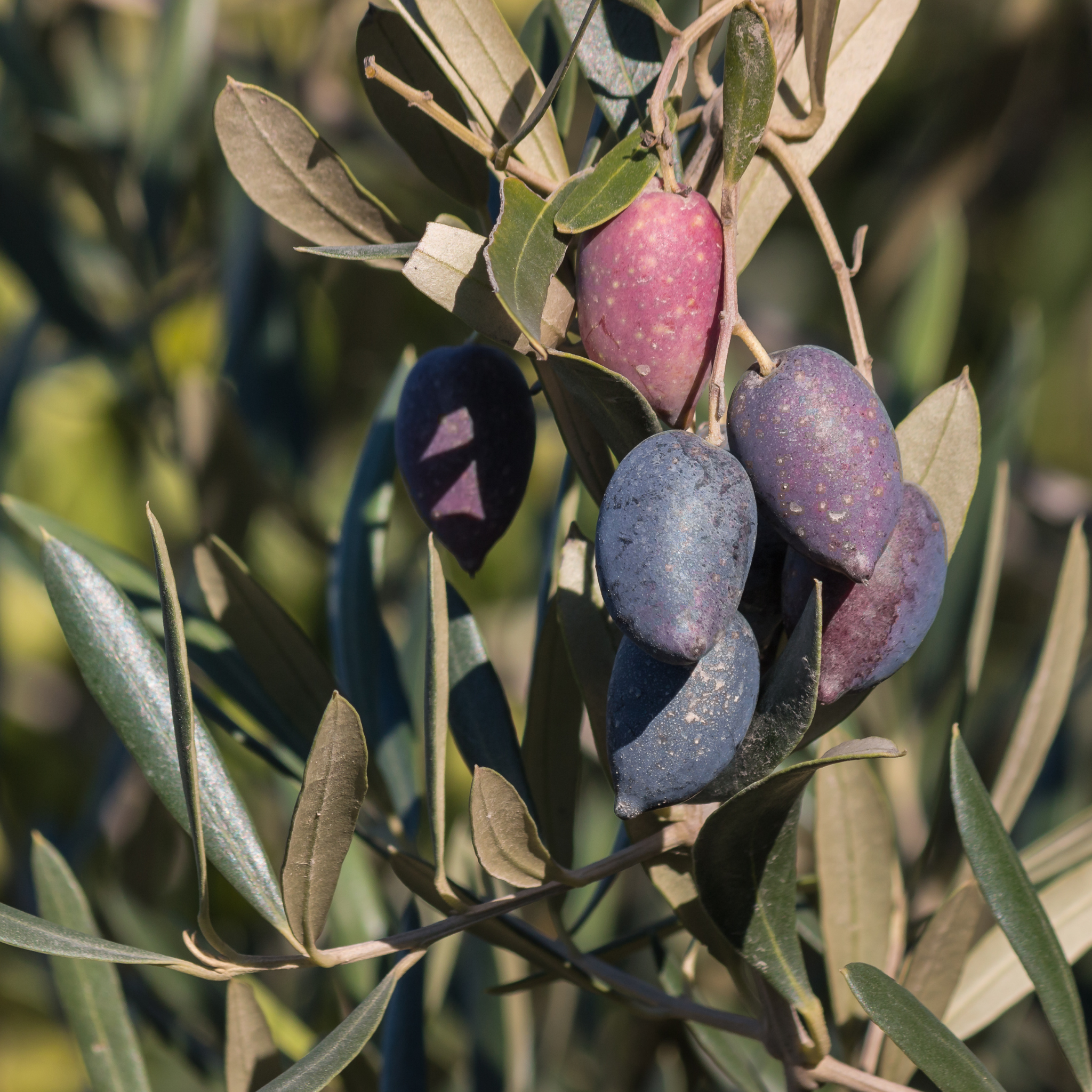 Jumbo Kalamata Olive Tree - Olea europaea Kalamata Jumbo