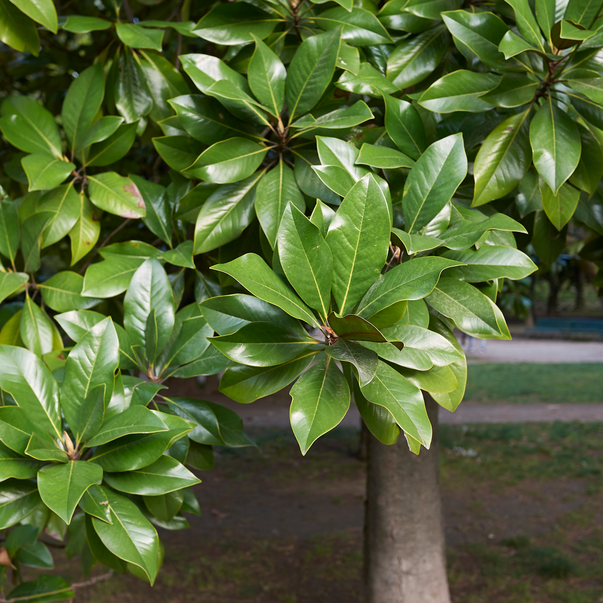 Magnolia Little Gem - Magnolia grandiflora Little Gem