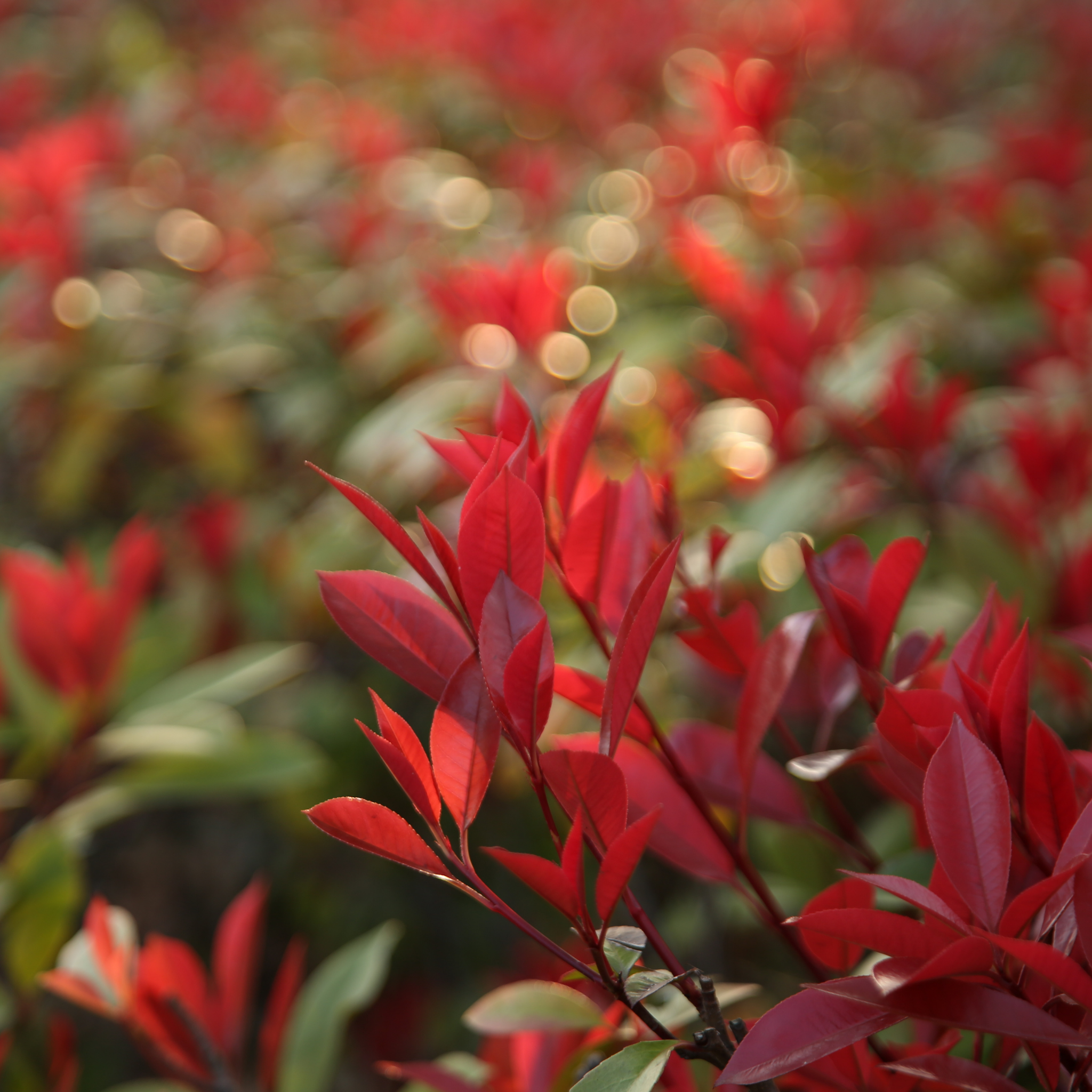 Red Tip Photinia Red Robin - Photinia fraseri Red Robin