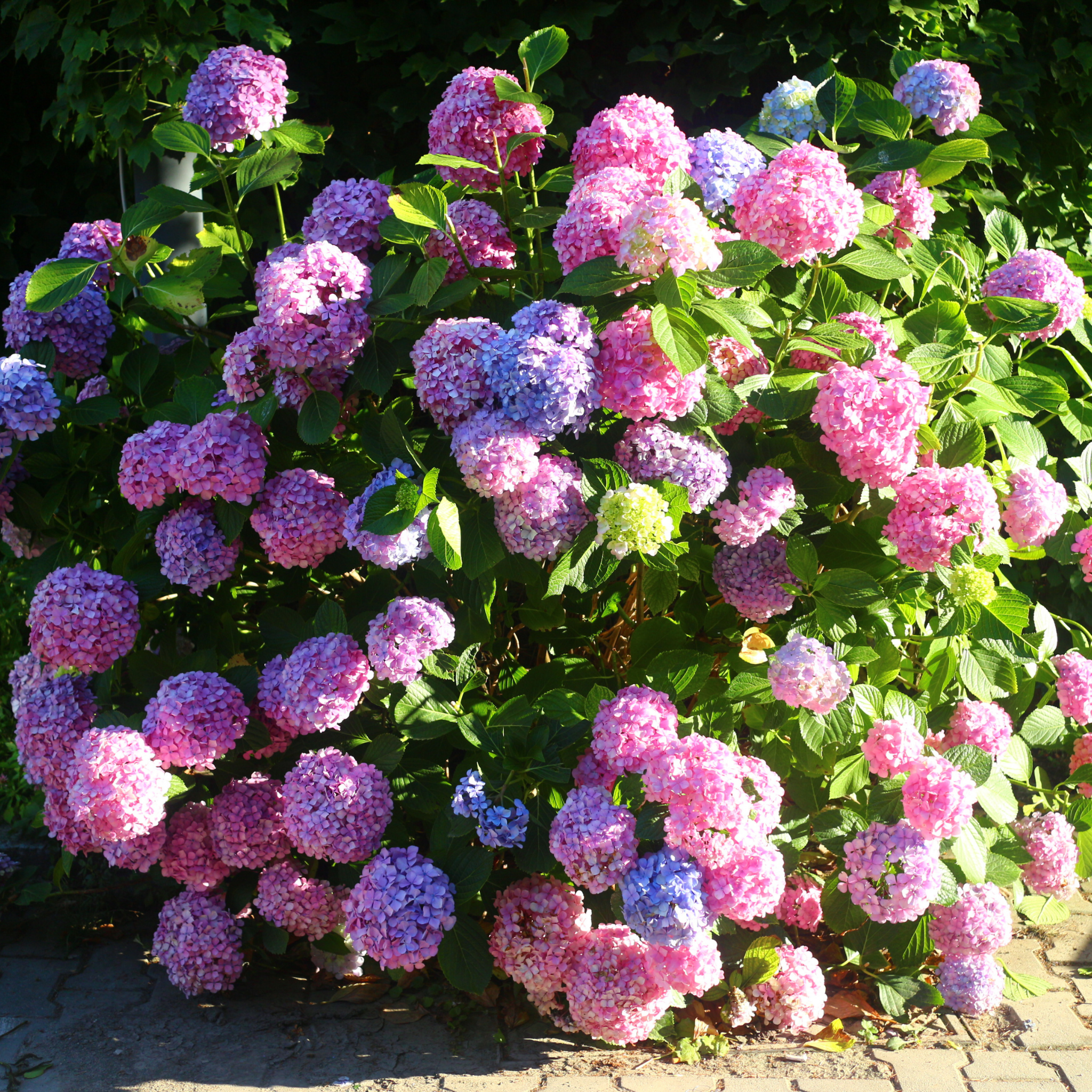 Big Leaf Hydrangea - Hydrangea macrophylla