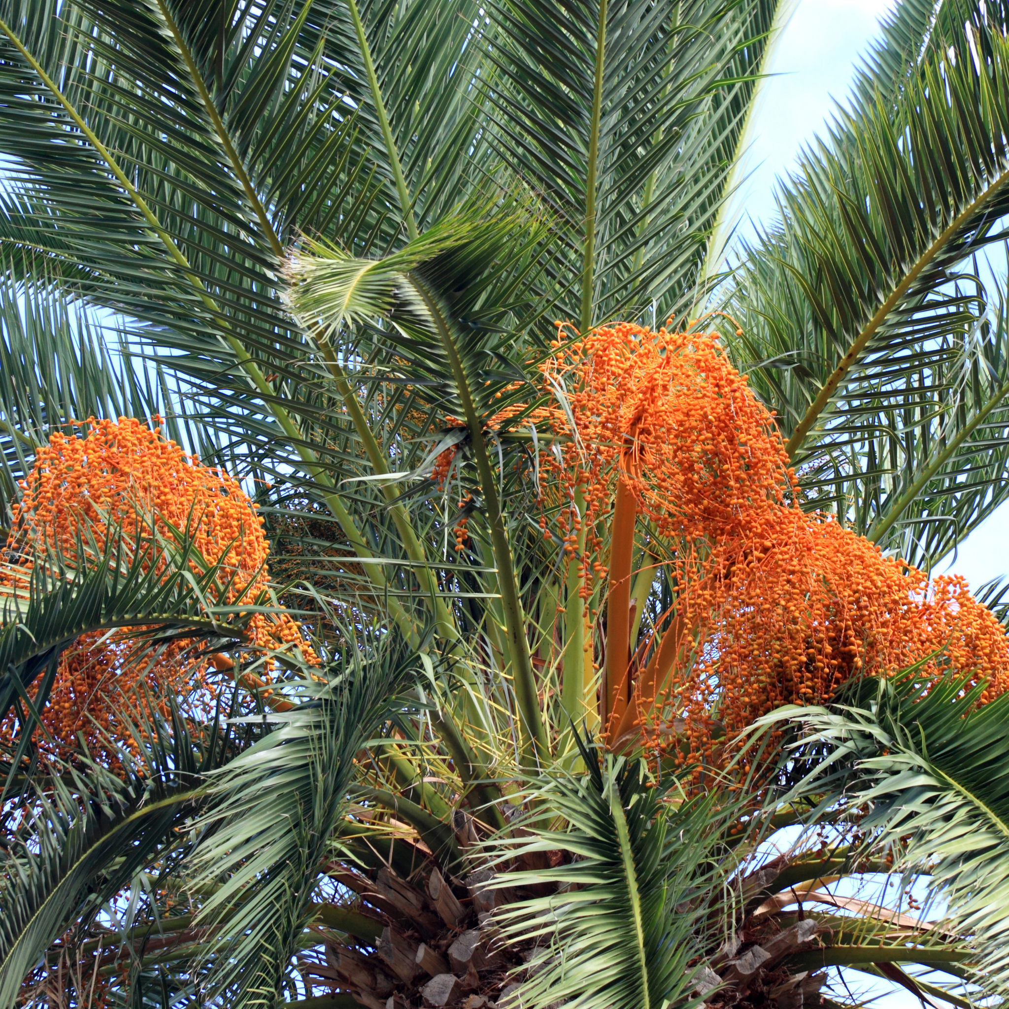 Close-up of a palm tree with orange fruit against a blue sky.