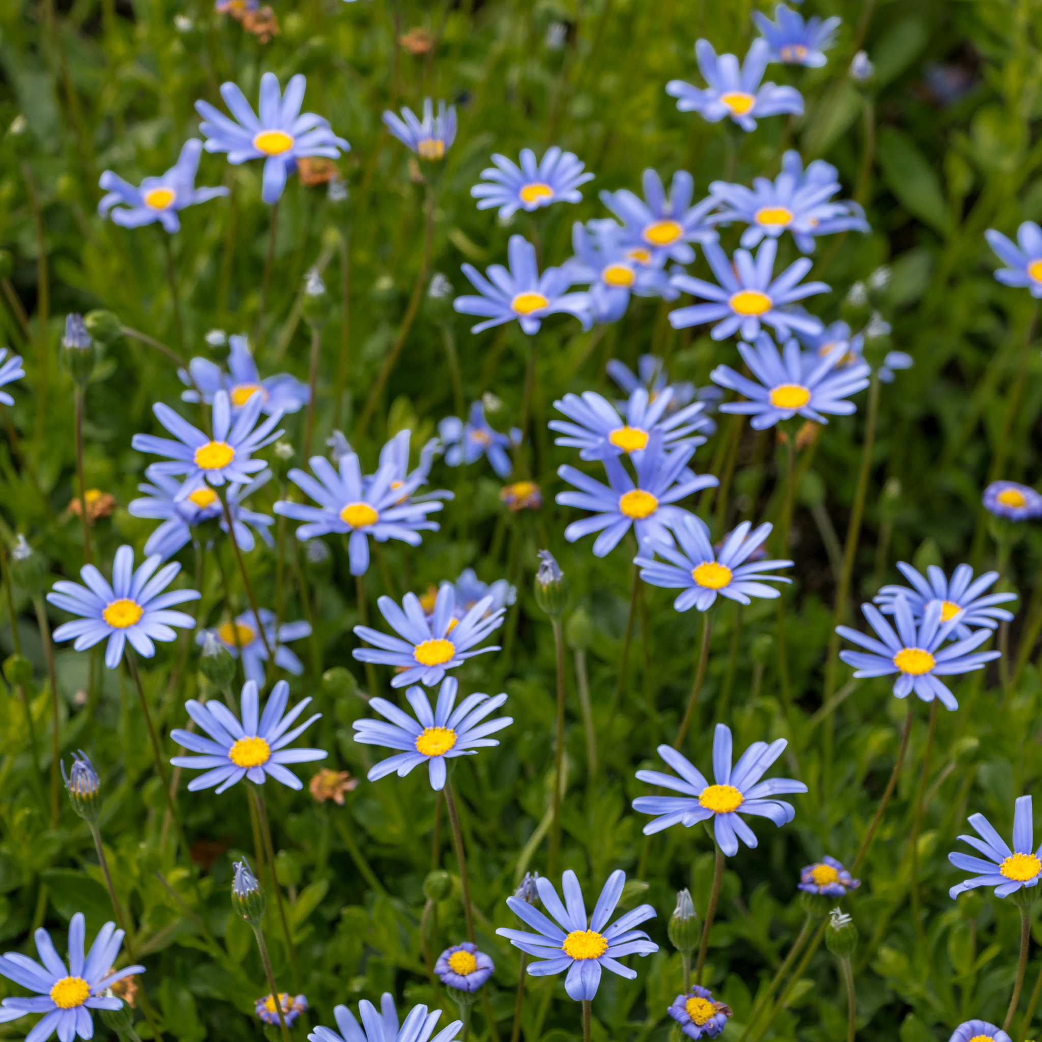 Blue Marguerite - Felicia amelloides