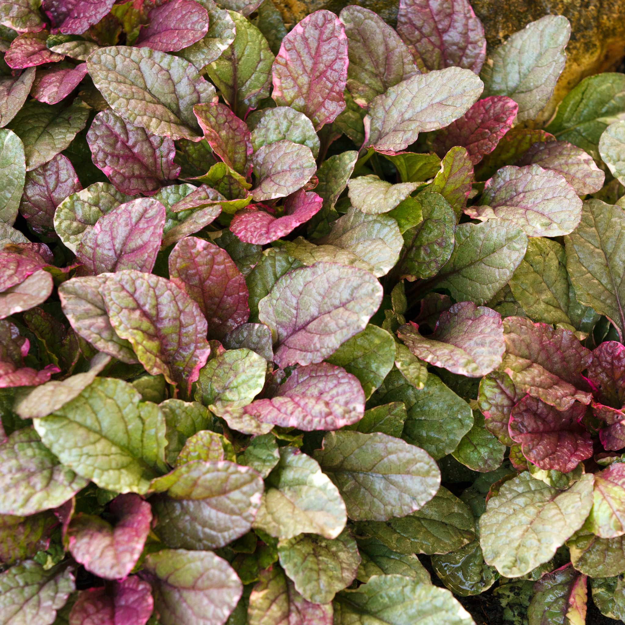 Hardy Blue Bugle (Bugleweed) - Ajuga reptans Tuff And Tidy