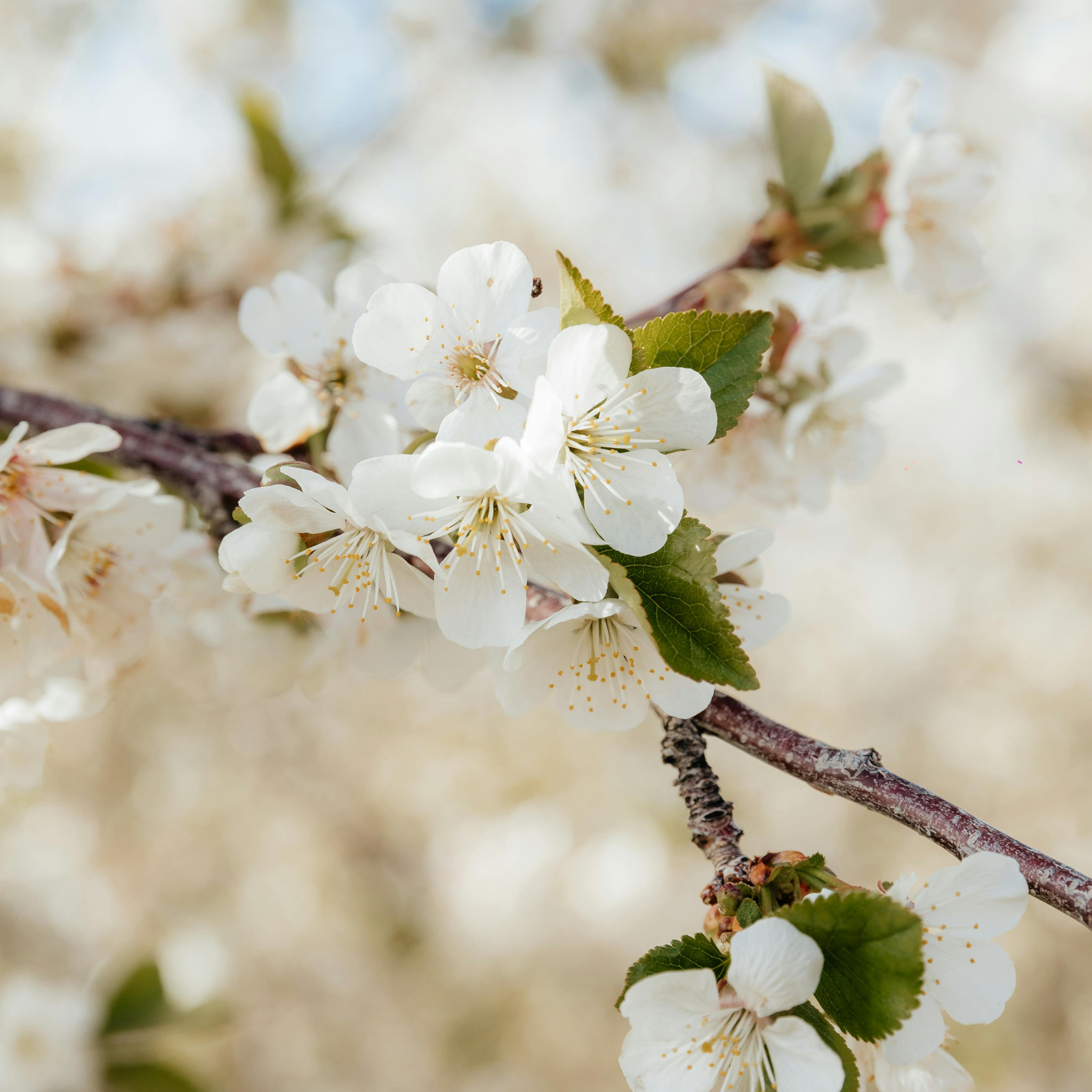 Close-up of white flowers on a branch with a blurred background