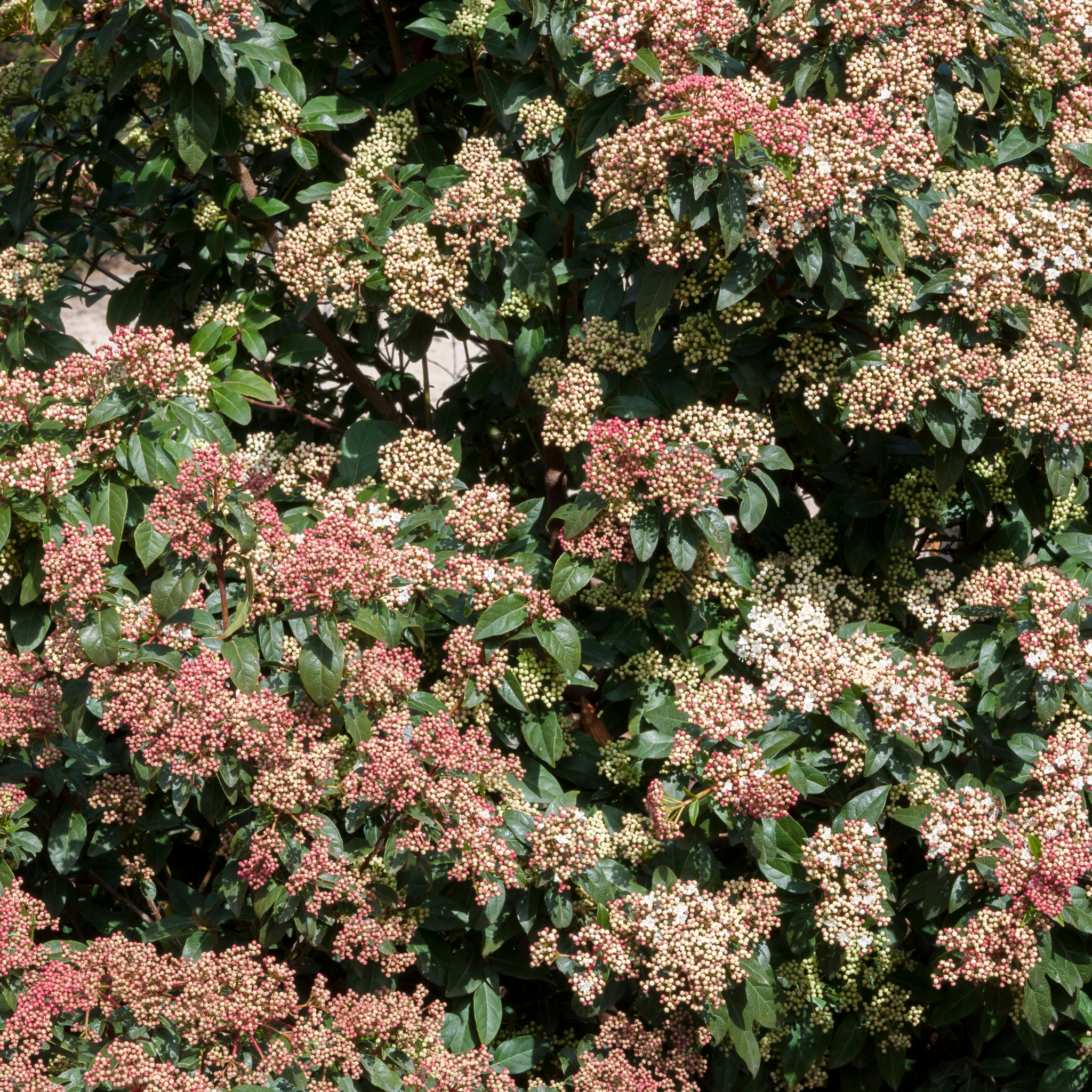 Viburnum tinus - Laurustinus