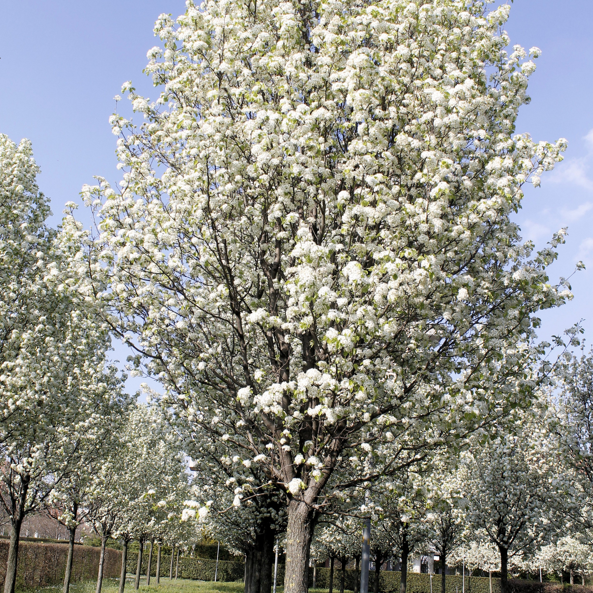 Ornamental Callery Pear Capital - Pyrus calleryana Capital