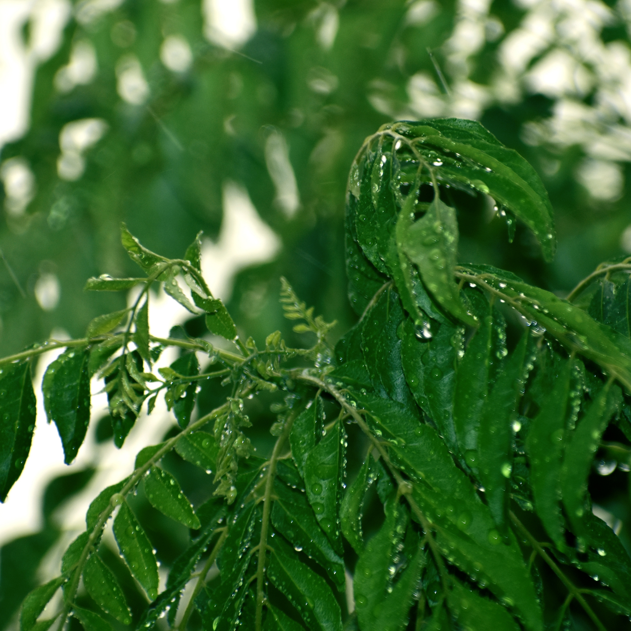 Curry Tree - Murraya koenigii