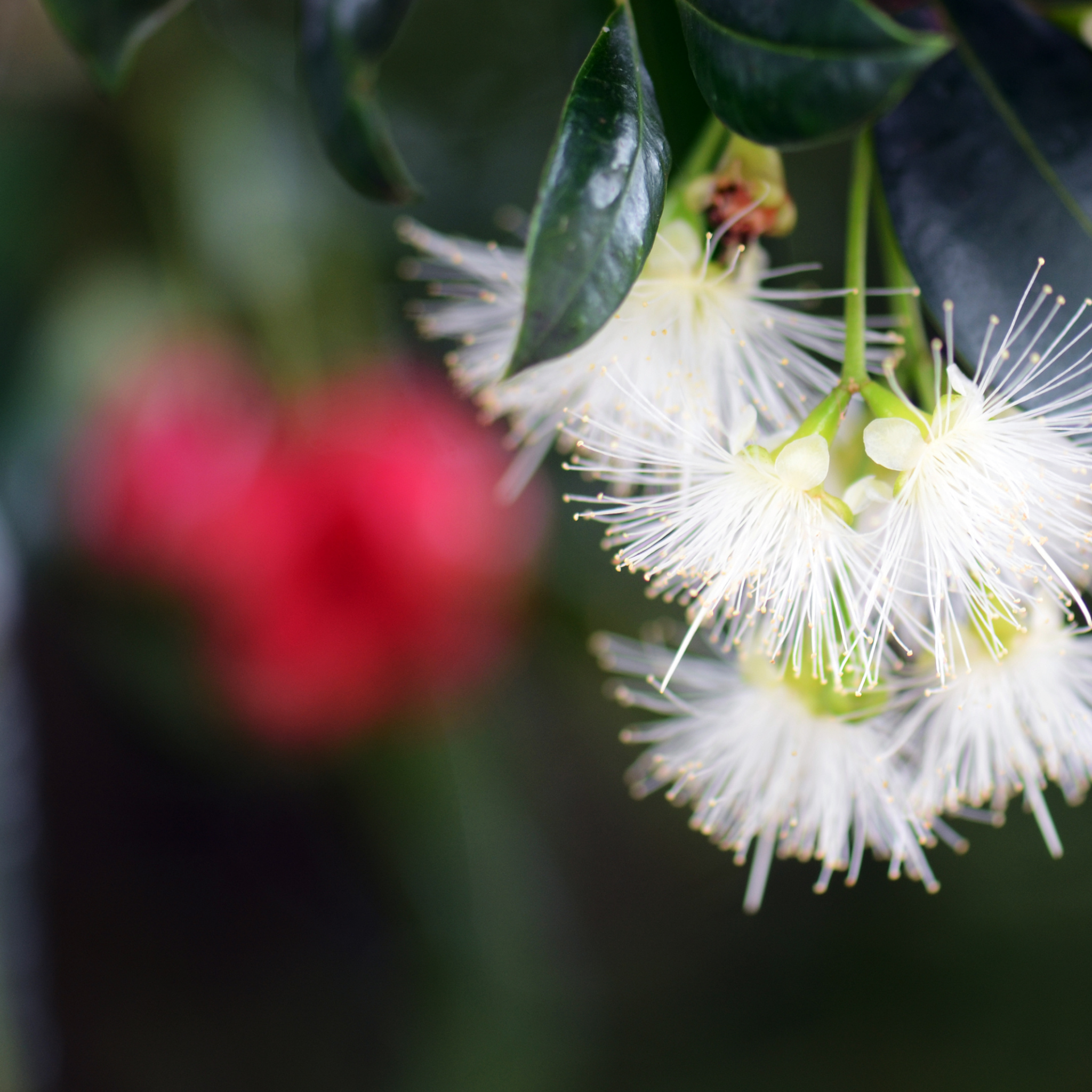 Lilly Pilly Big Red - Syzygium australe Big Red PBR