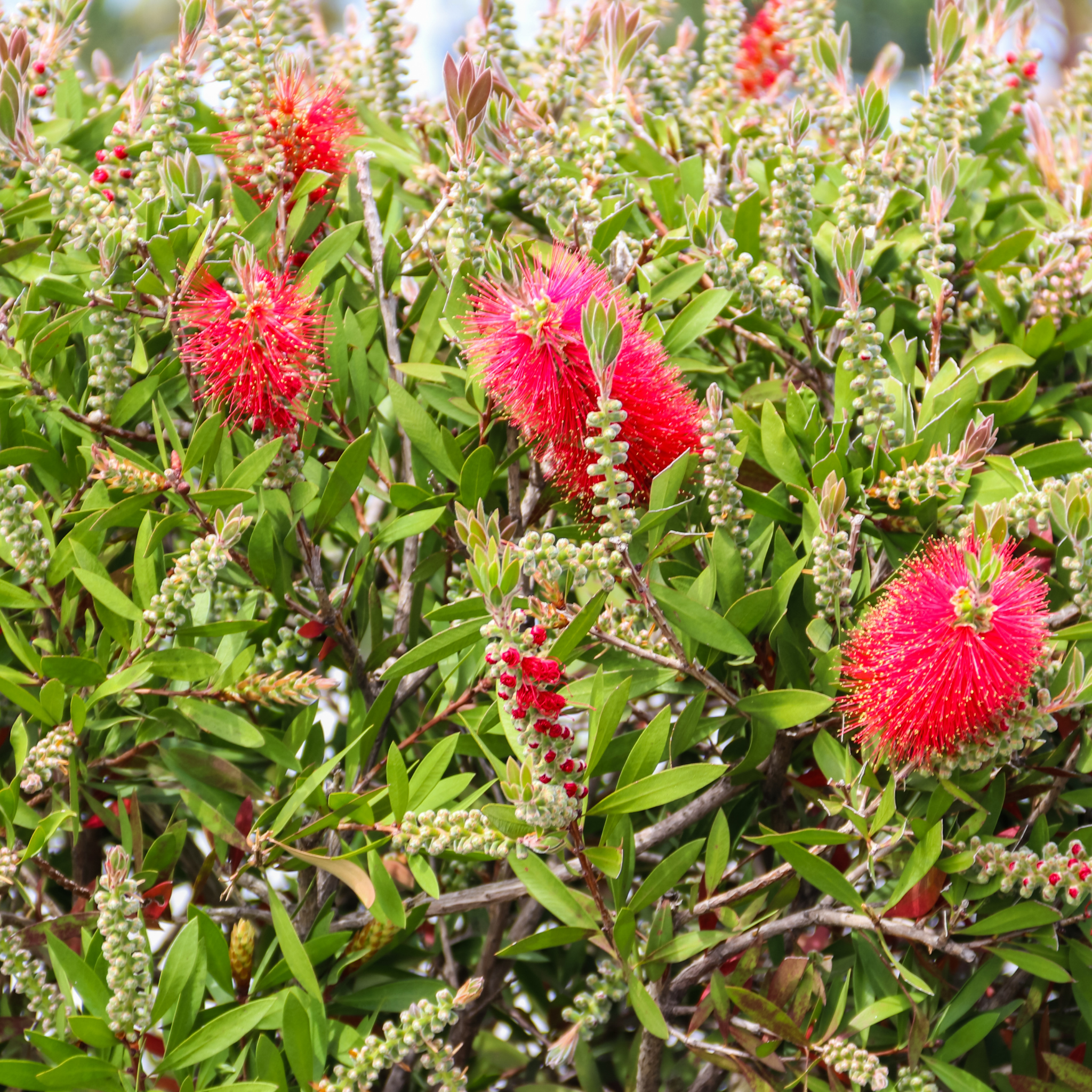 Dwarf Weeping Bottlebrush Better John - Callistemon viminalis 'Better John' PBR