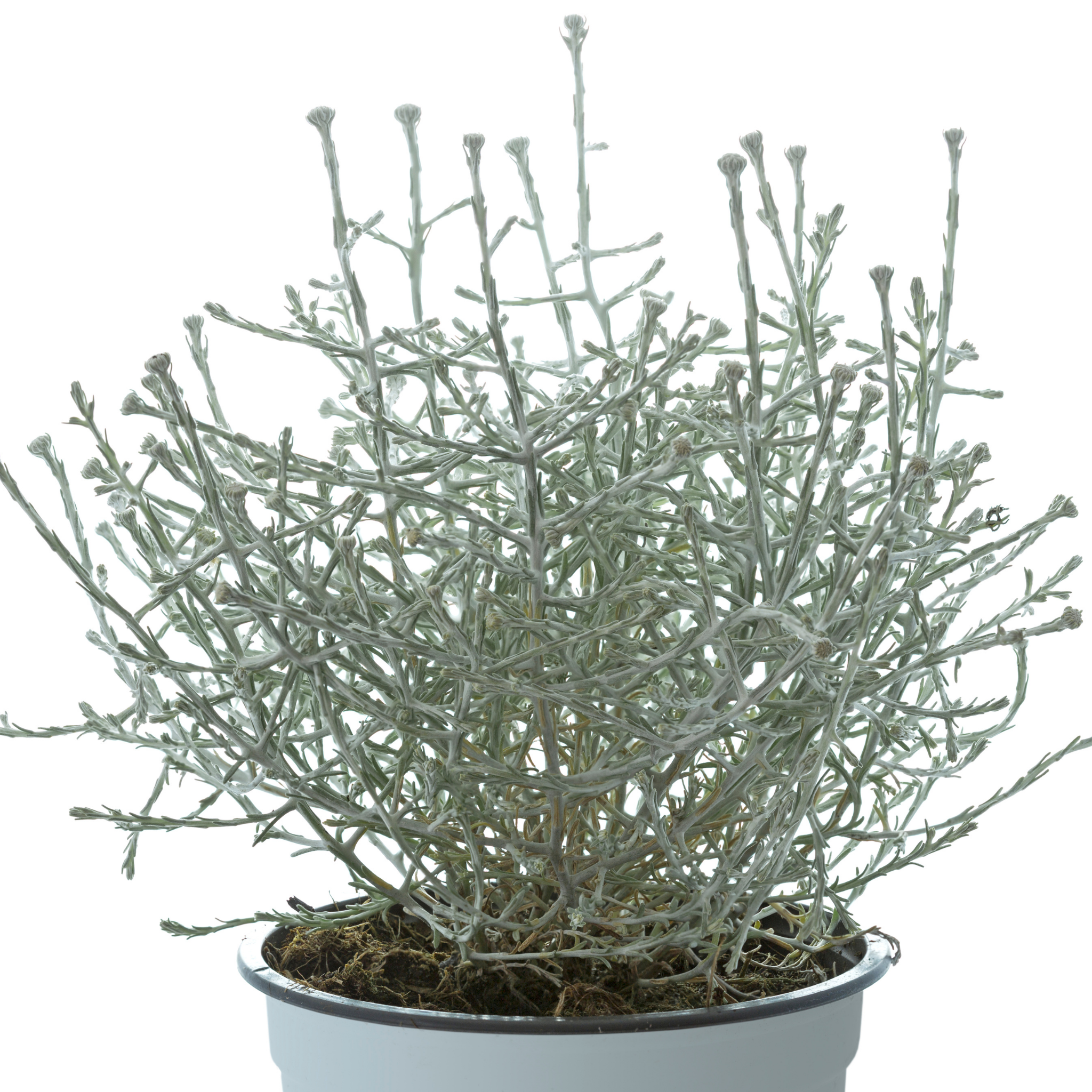 Cushion Bush Sliver Nugget - Leucophyta brownii Silver Nugget