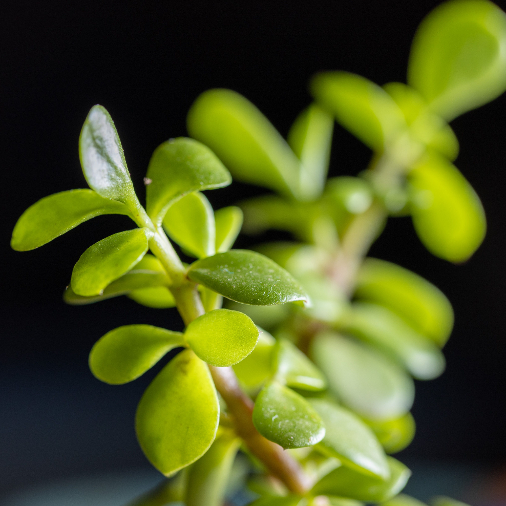 Close-up of a green succulent plant against a dark background