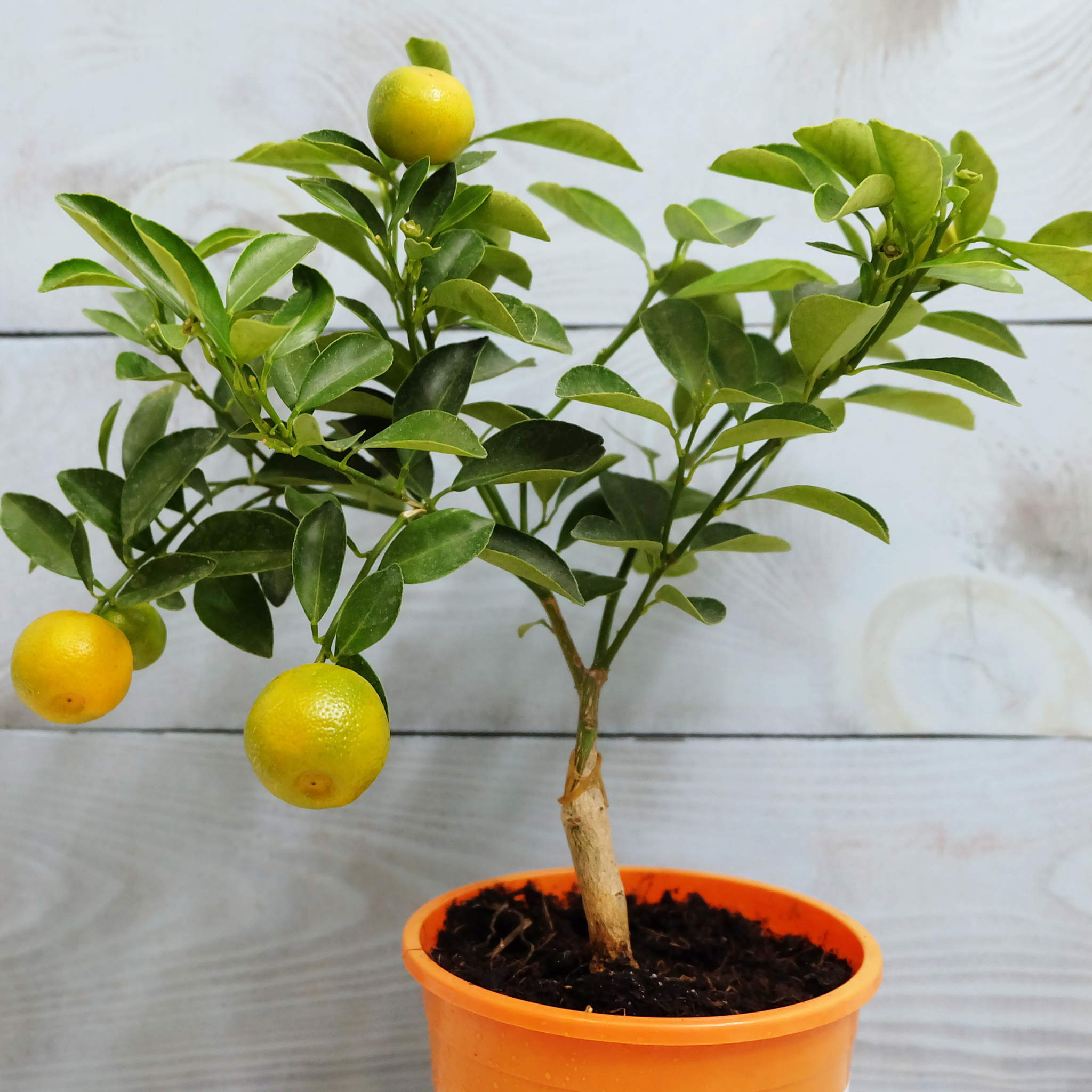Dwarf Orange Tree (Washington Navel) - Citrus sinensis Washington Navel Dwarf