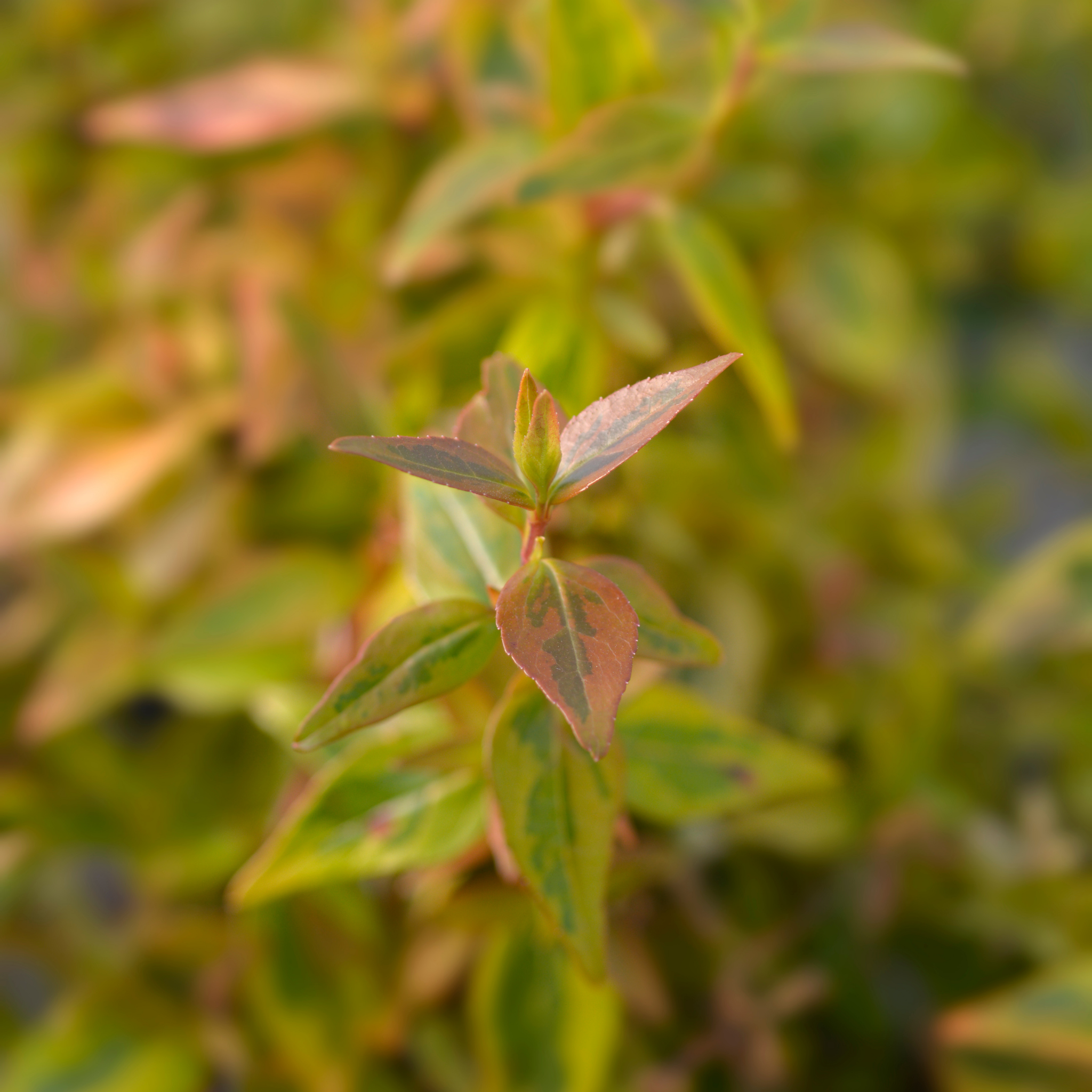 Glossy Abelia Lime Splice - Abelia grandiflora 'Lime Splice'