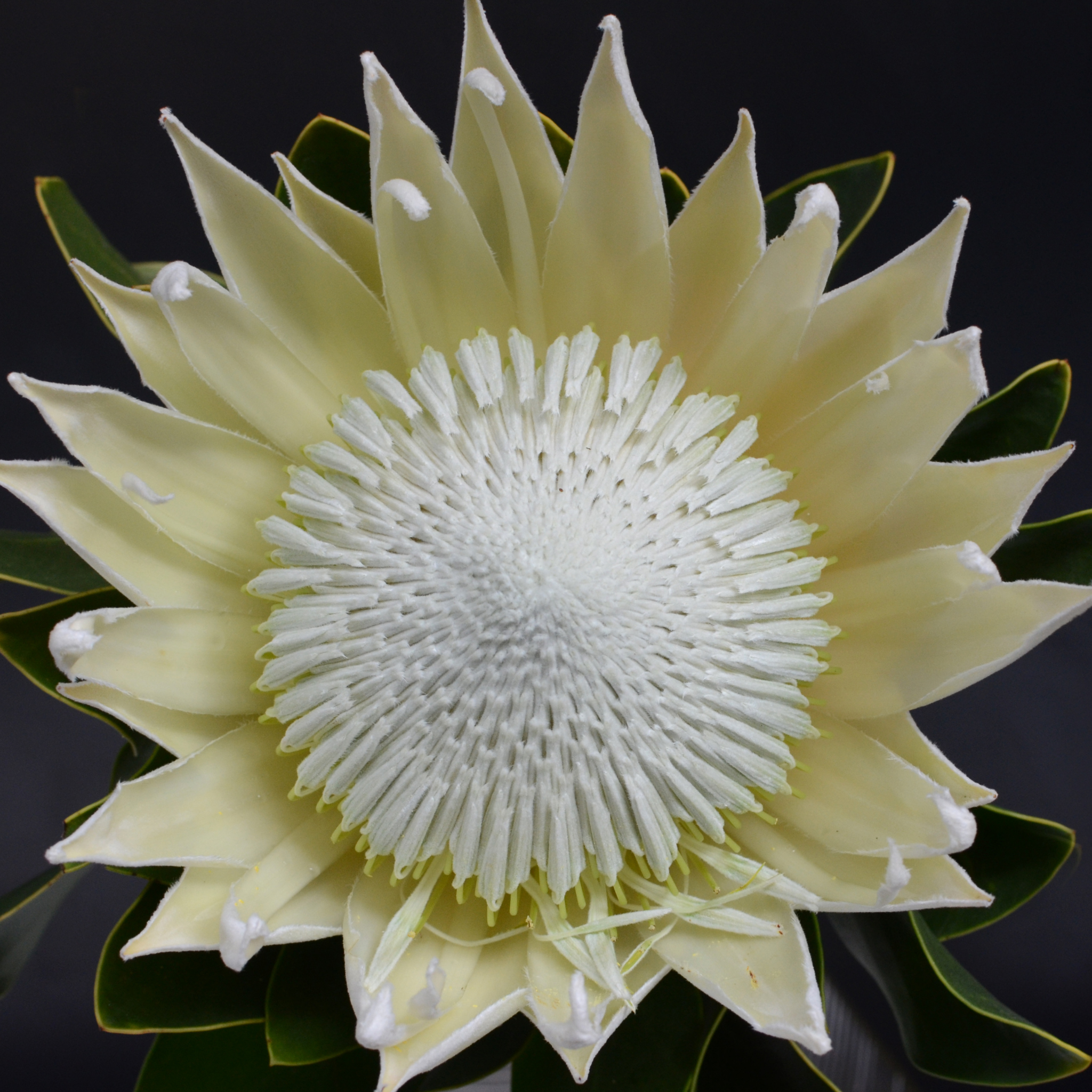 King White King Protea - Protea cynaroides King White