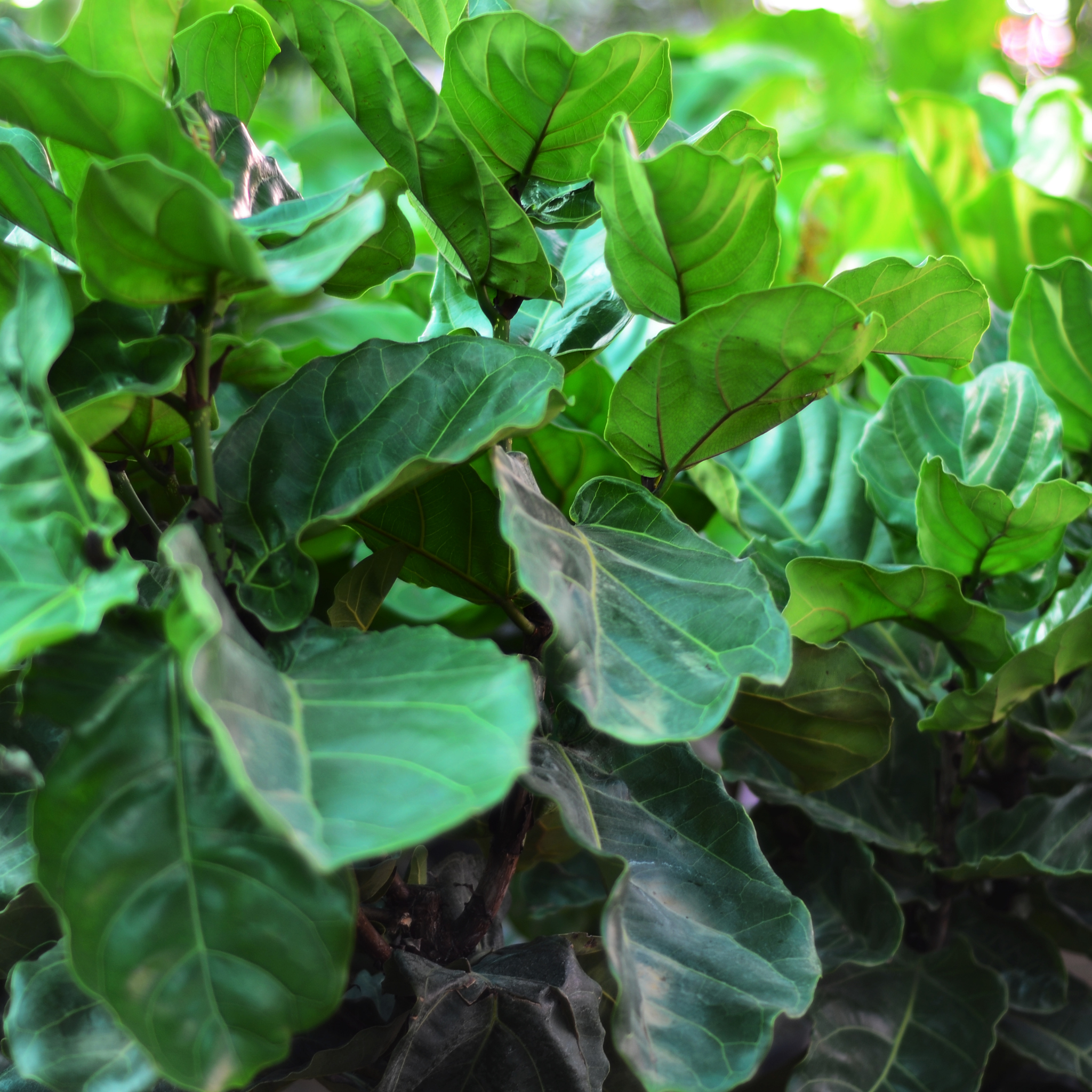Fiddle Leaf Fig - Ficus lyrata