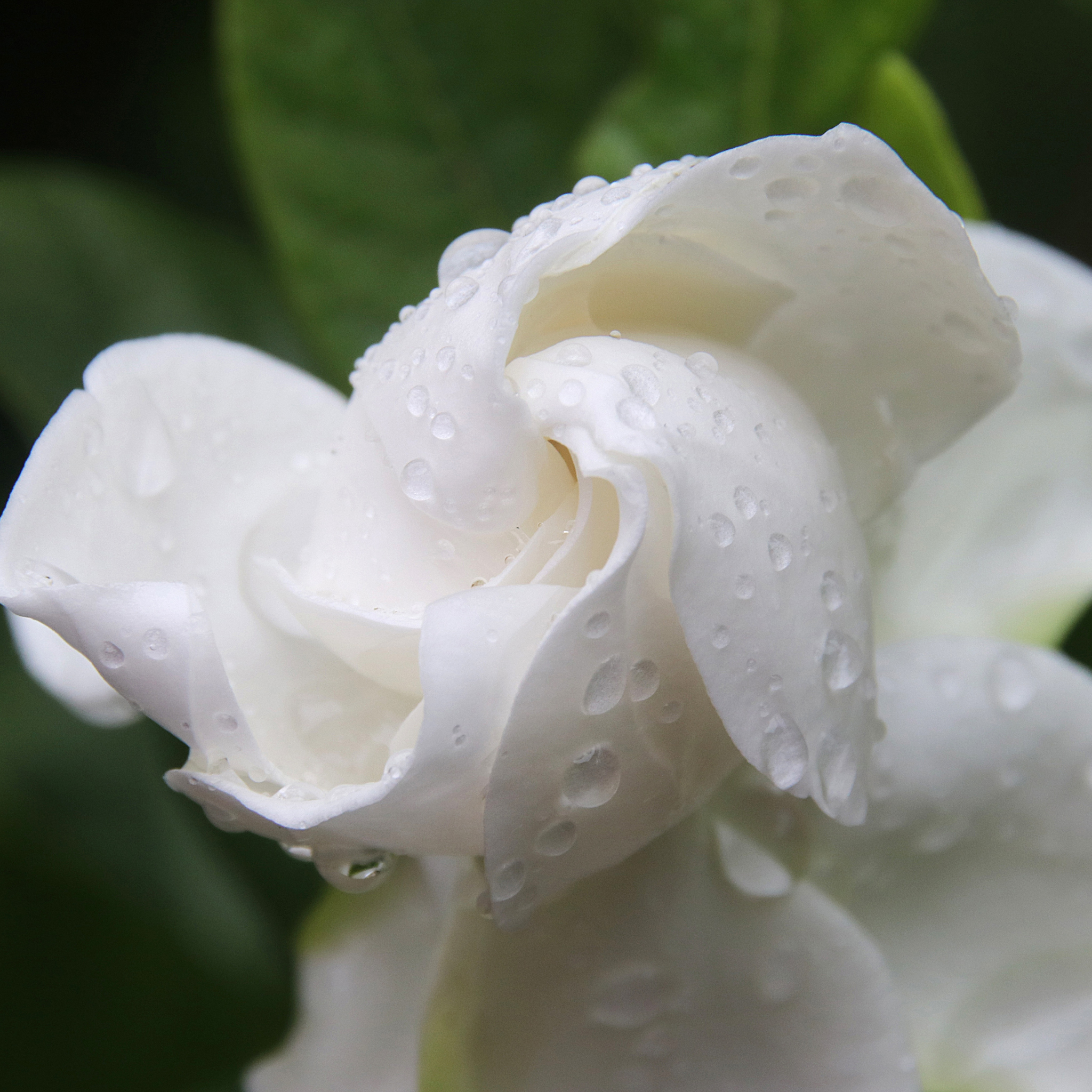 Fragrant Gardenia augusta Professor Pucci - Gardenia augusta Professor Pucci