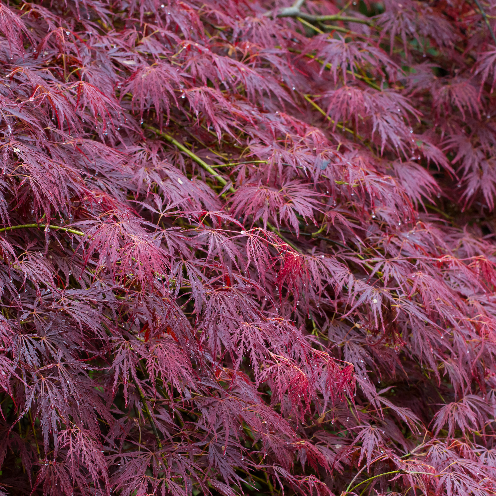 Weeping Japanese Maple - Acer palmatum Dissectum