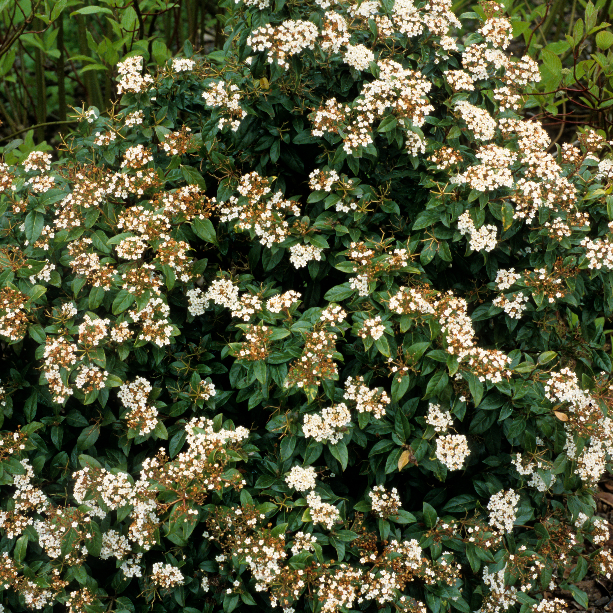Bush with white flowers and green leaves