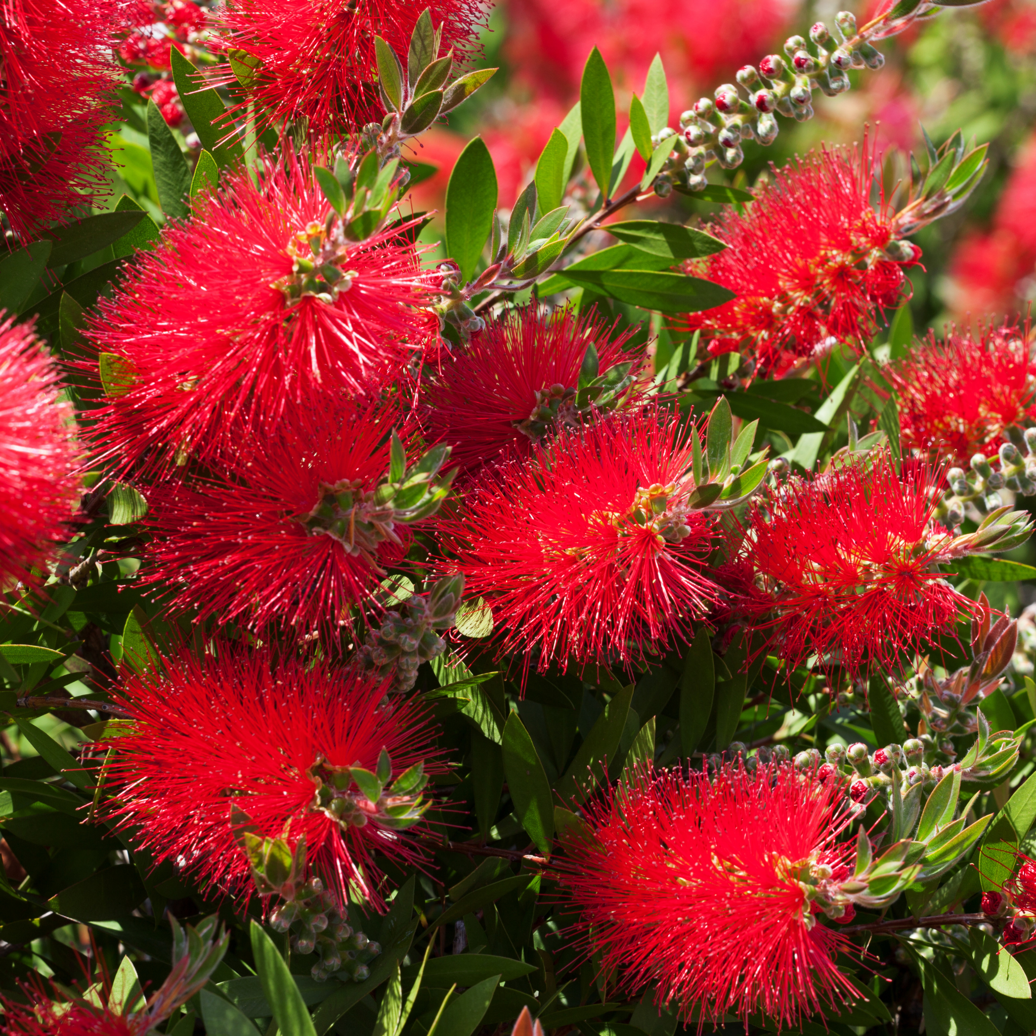 Dwarf Weeping Bottlebrush Better John - Callistemon viminalis 'Better John' PBR