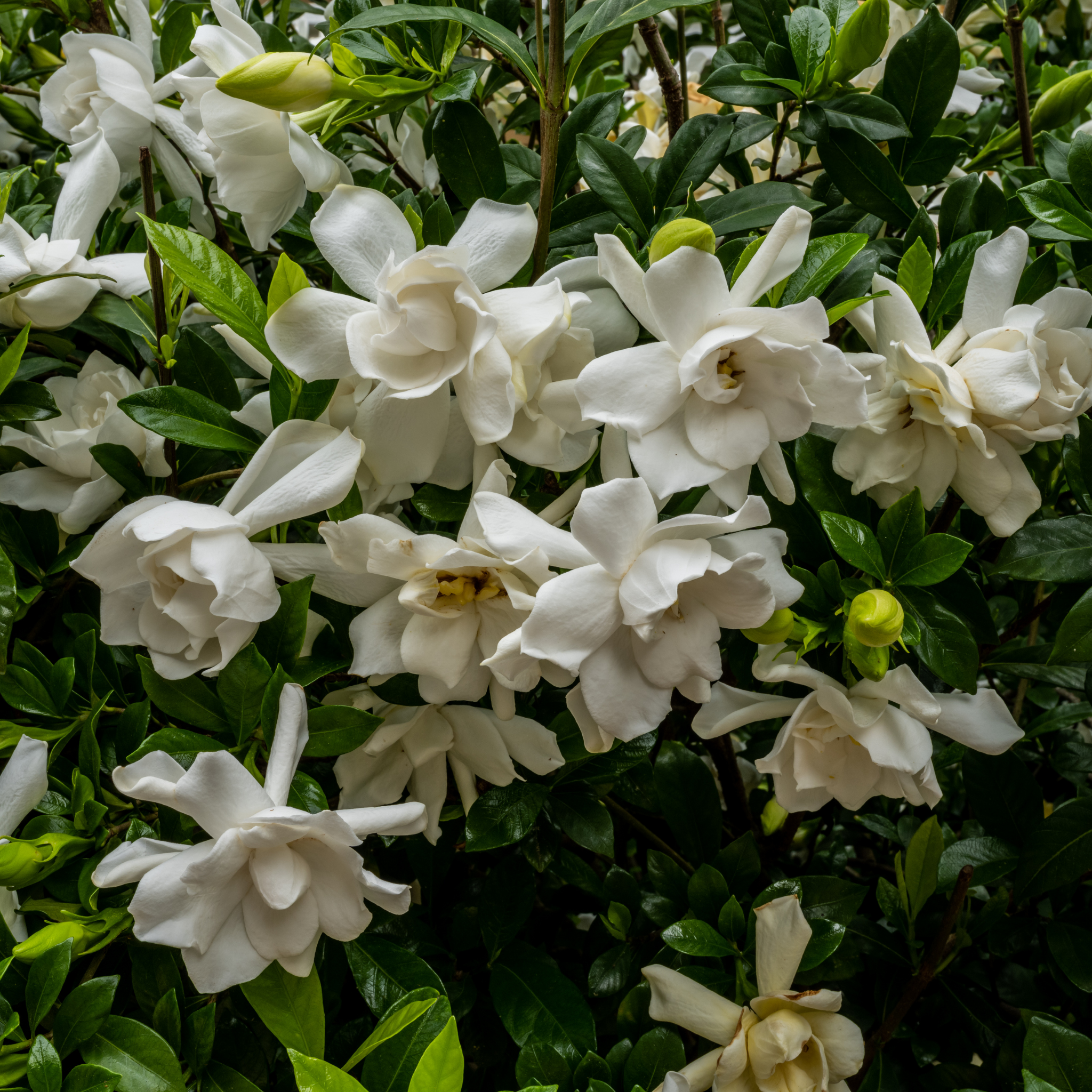 Gardenia augusta 'Magnifica'